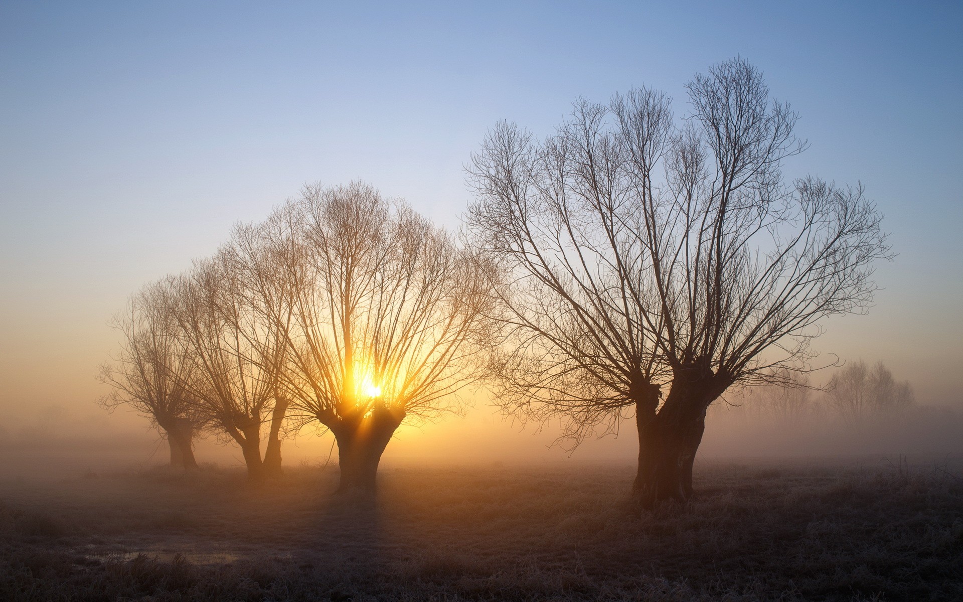 General 1920x1200 nature landscape trees mist winter morning cold frost branch sunlight