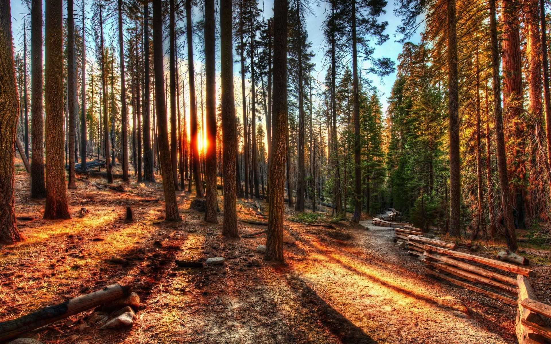 General 1920x1200 nature landscape HDR forest sunlight trees