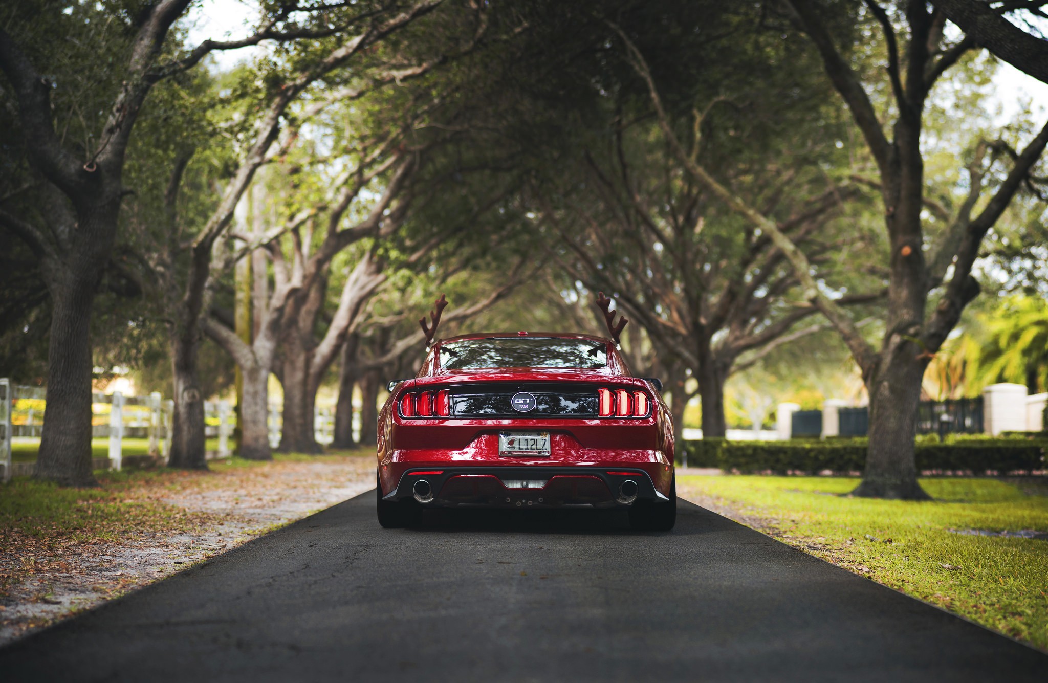 General 2048x1335 Ford nature rear view Ford Mustang Shelby muscle cars car Ford Mustang Ford Mustang S550 American cars