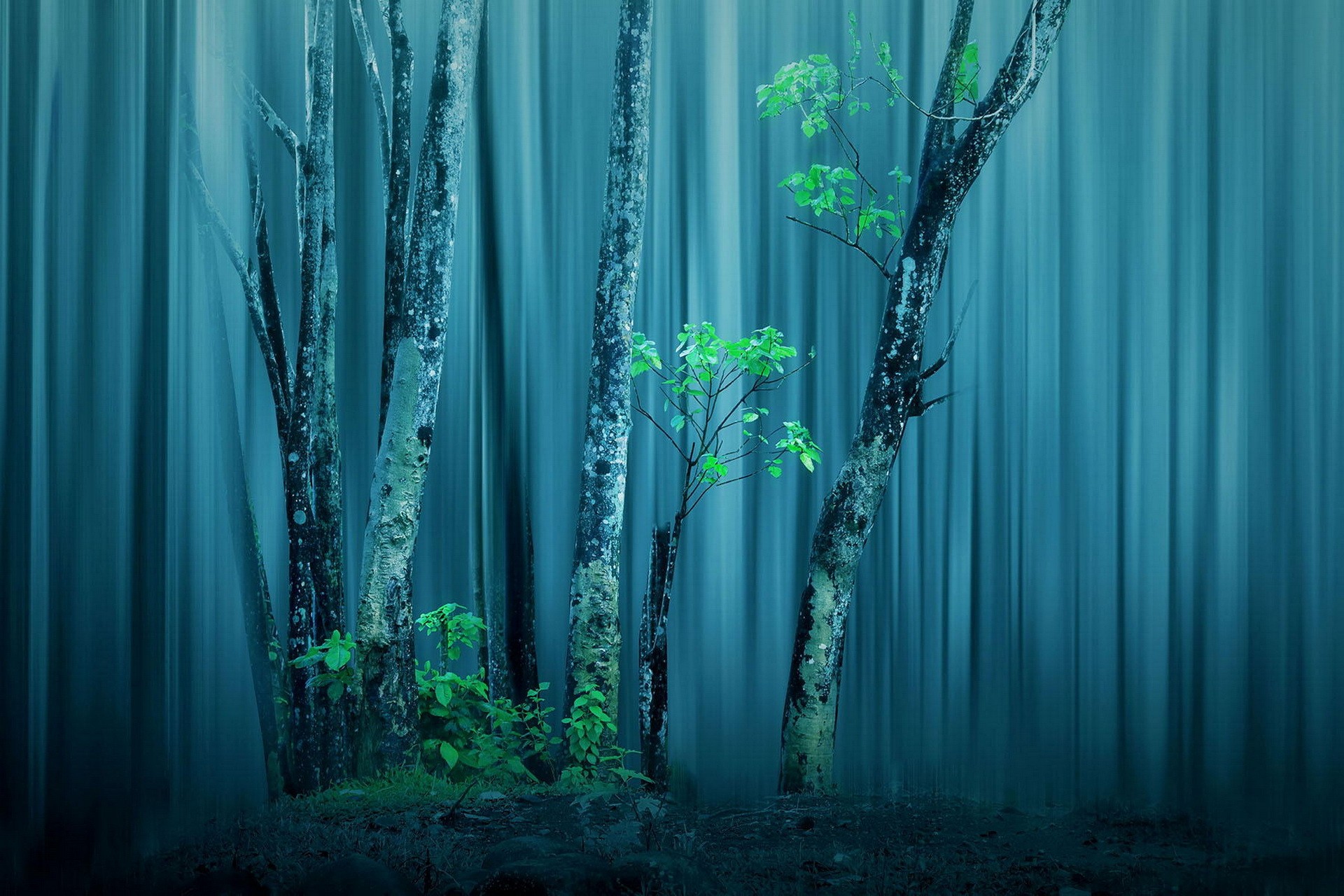 General 1920x1280 trees mist forest nature photo manipulation blue turquoise blurred plants