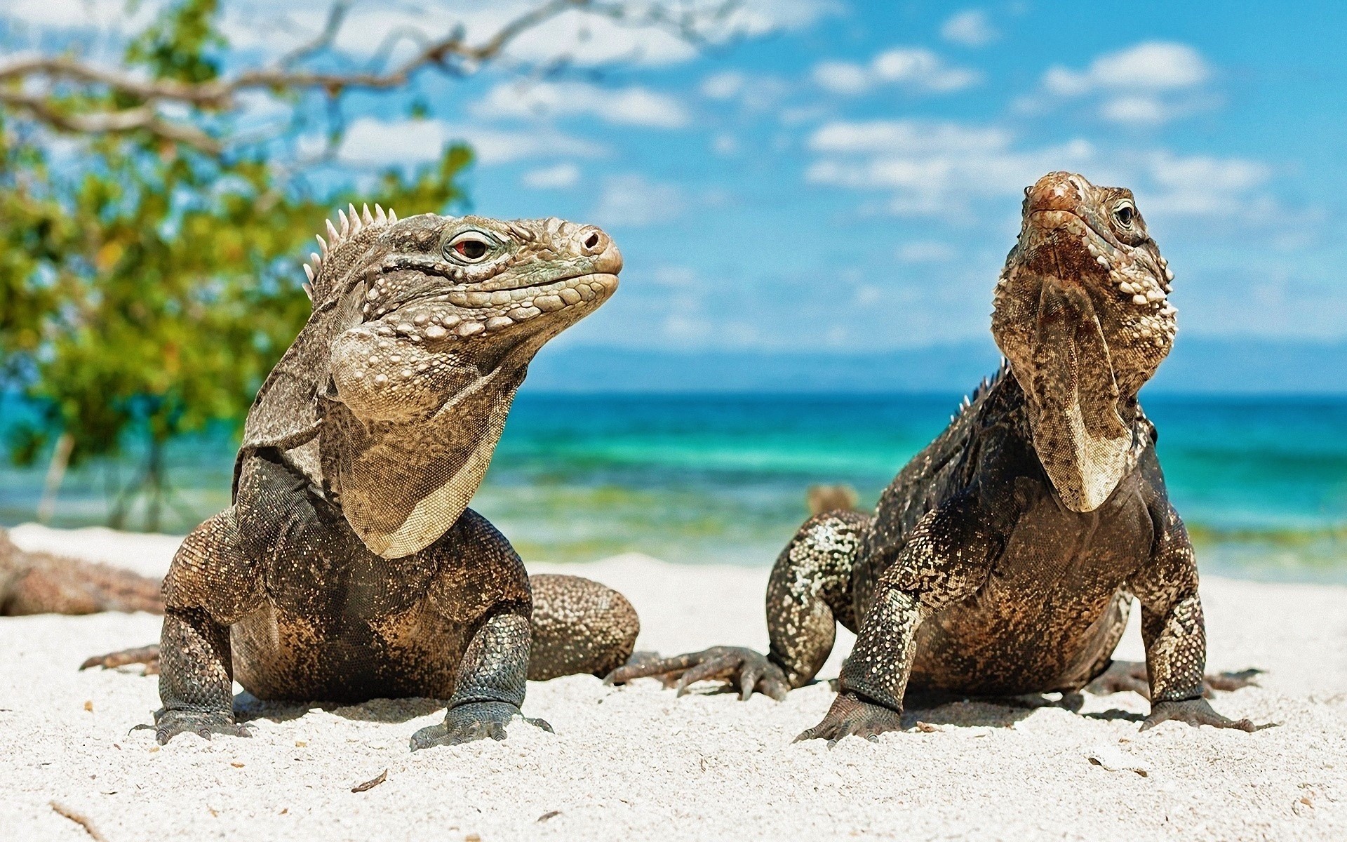 General 1920x1200 animals beach lizards reptiles iguana