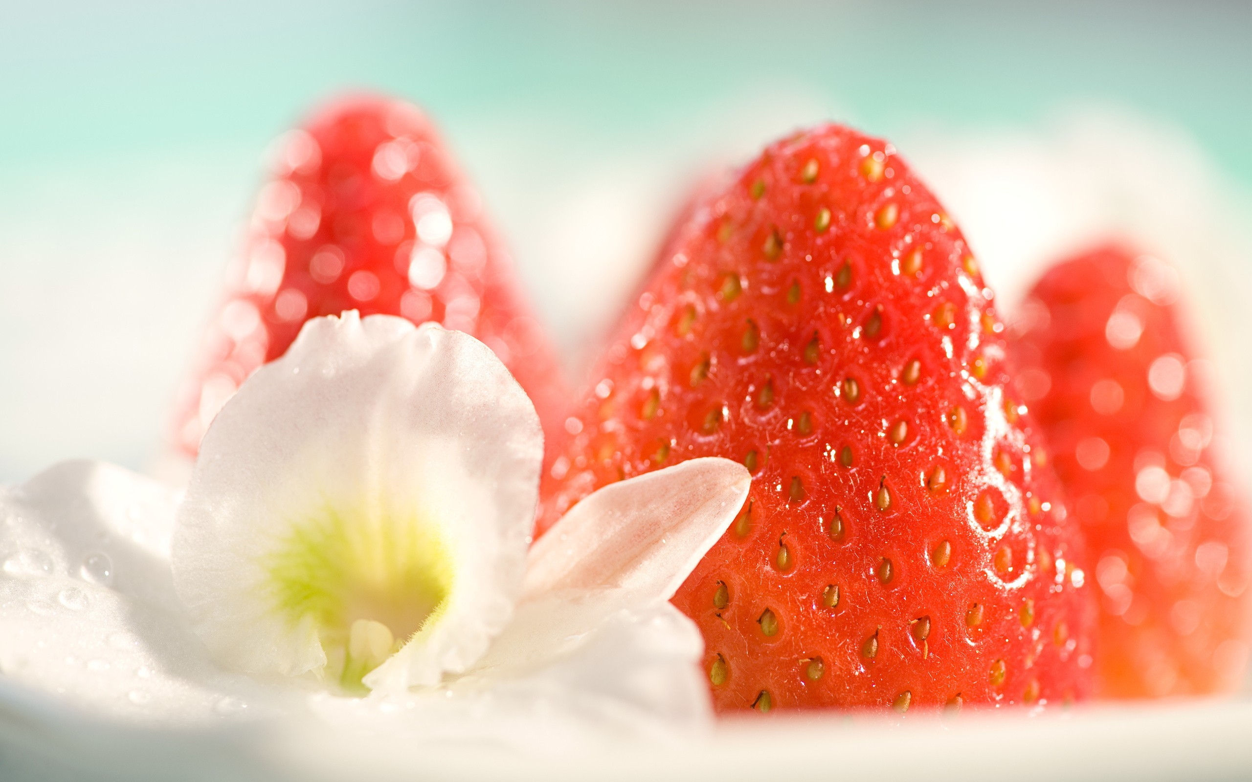 General 2560x1600 photography macro fruit food flowers strawberries vibrant