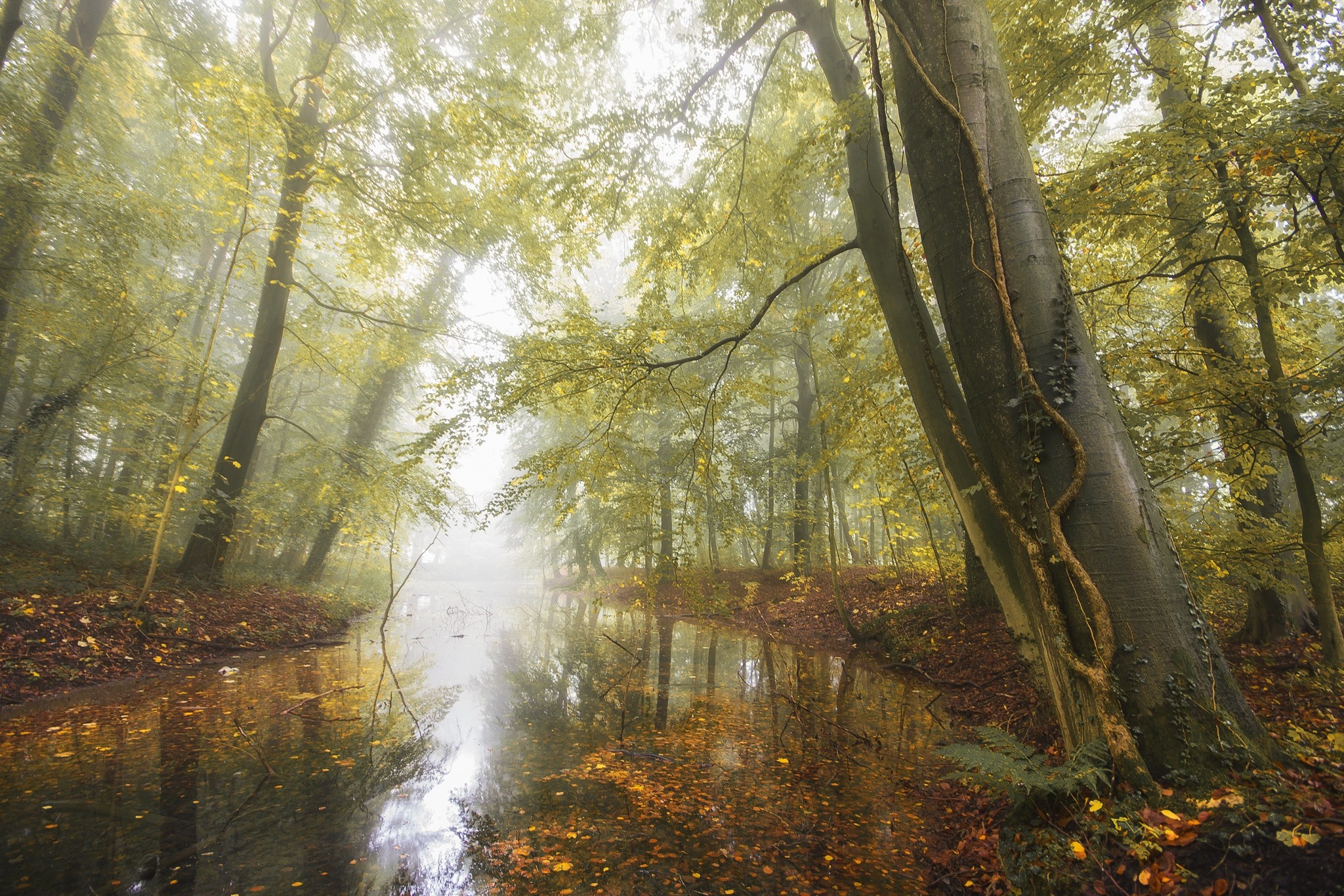 General 2048x1366 nature pond forest fall leaves mist morning daylight trees Germany