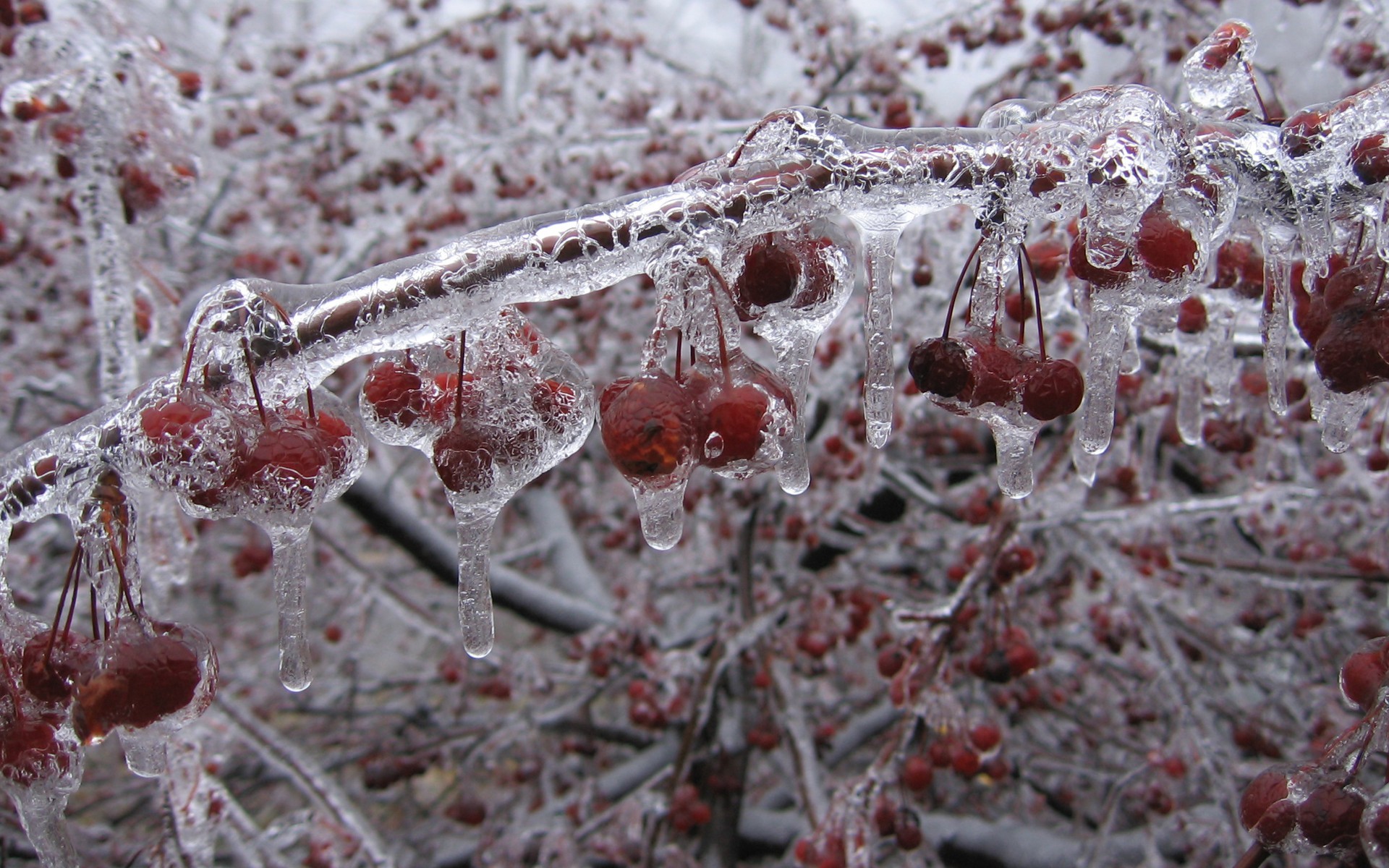 General 1920x1200 ice trees raspberries food cold cherries fruit
