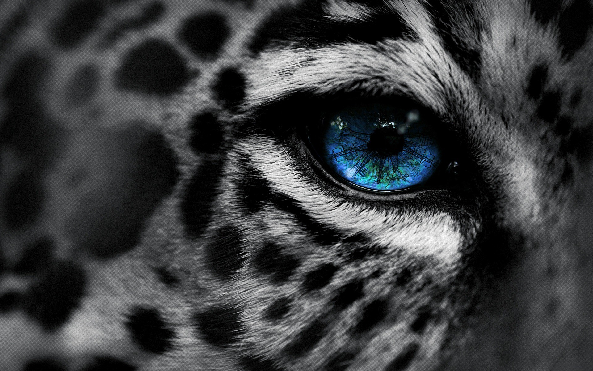 General 1920x1200 leopard snow leopards selective coloring animals digital art blue eyes blue mammals animal eyes eyes