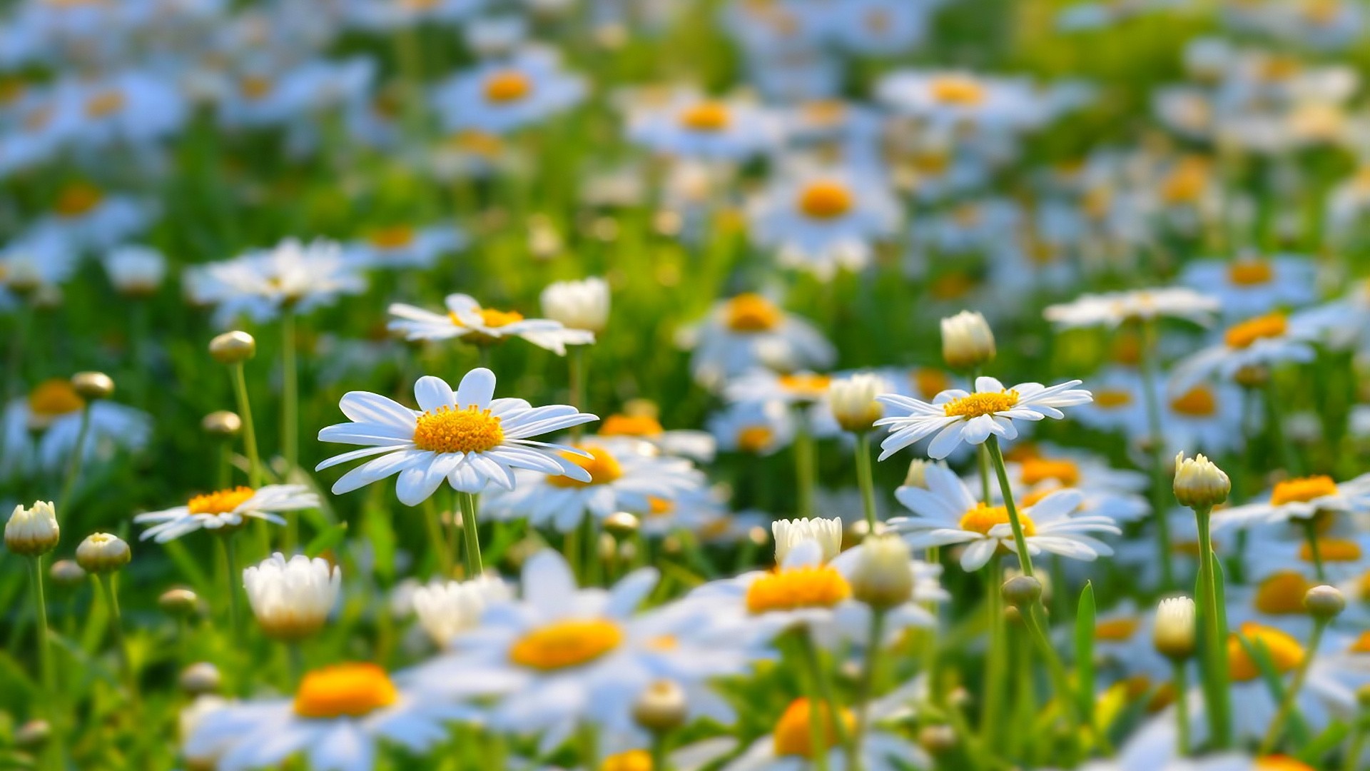 General 1920x1080 daisies flowers white flowers nature chamomile vibrant plants