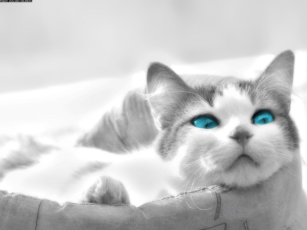 General 1024x768 animals cats blue eyes mammals selective coloring photo manipulation simple background