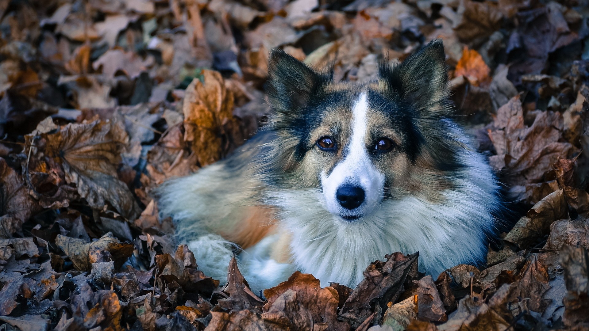 General 1920x1080 animals dog leaves mammals fallen leaves outdoors