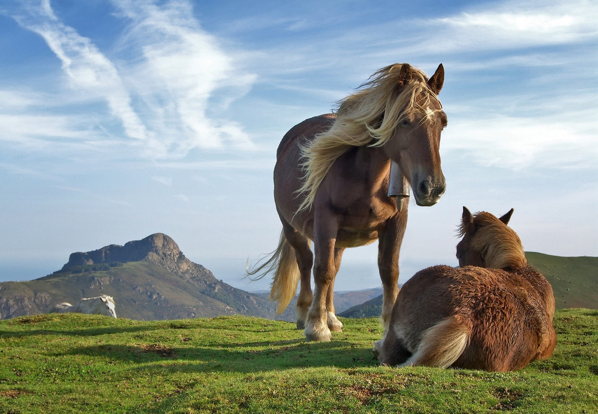 General 1920x1331 horse animals wildlife mountains grass nature landscape Mongolian horse mammals outdoors