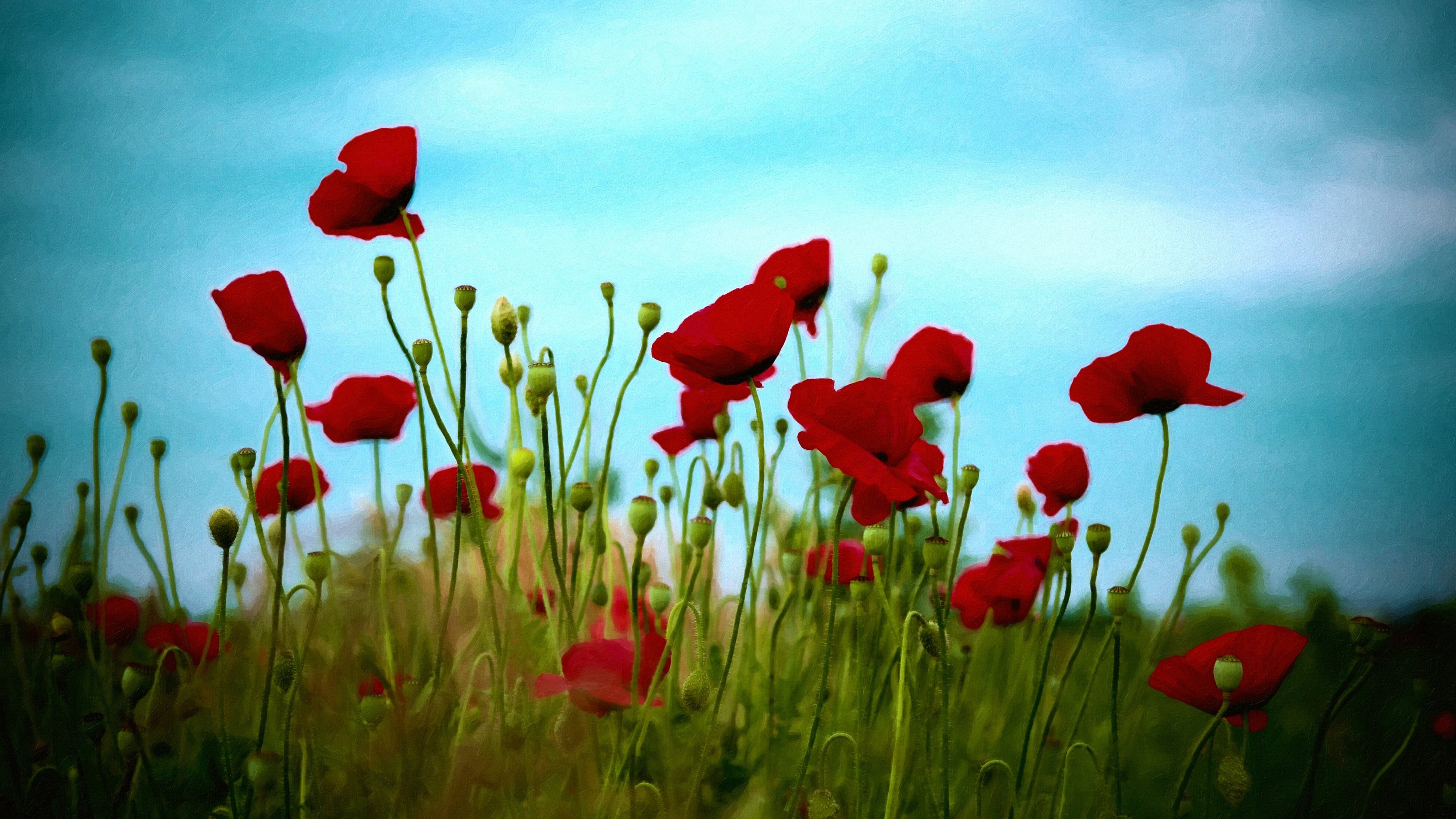 General 3888x2187 red flowers poppies flowers nature plants