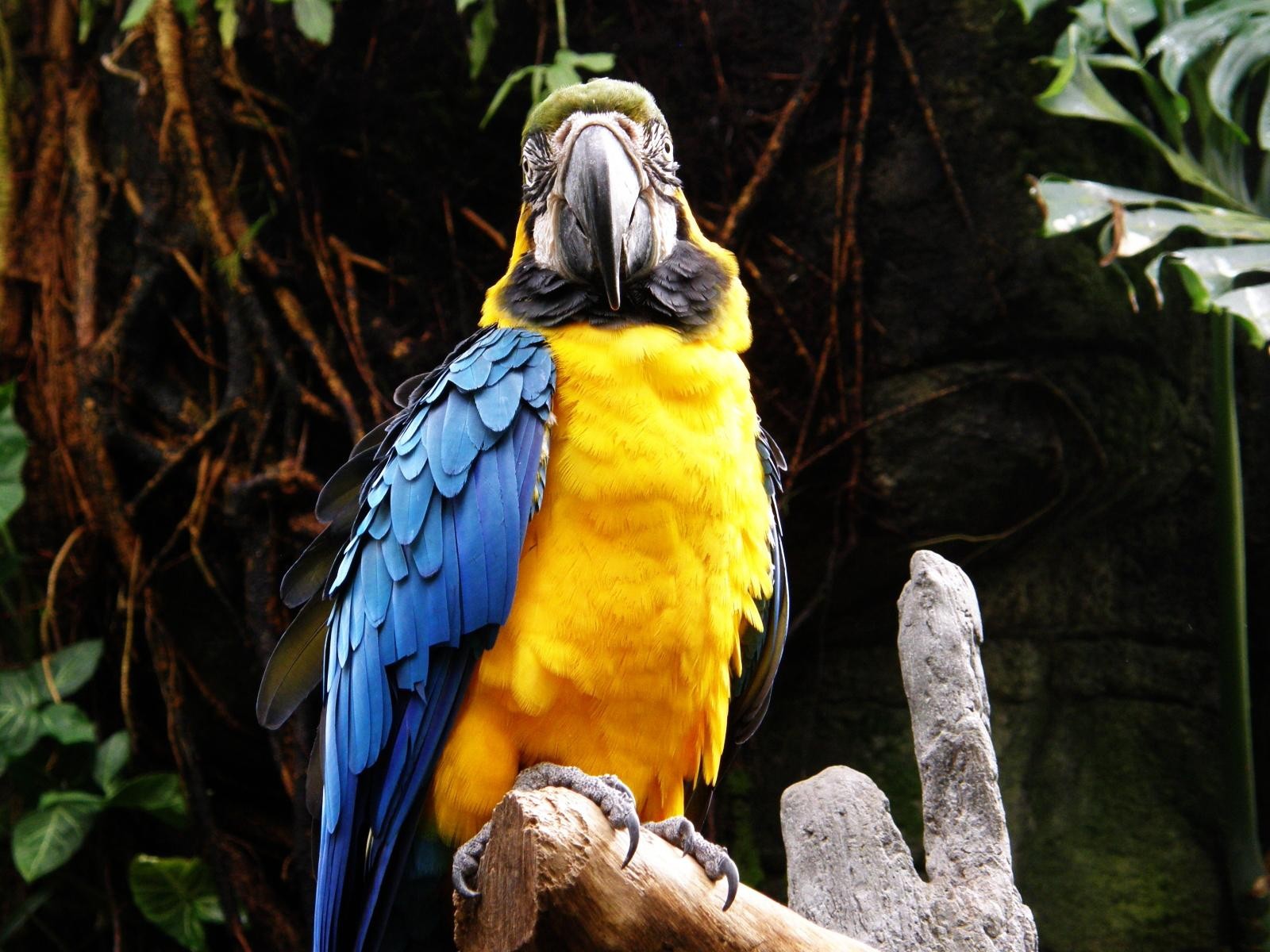 General 1600x1200 animals birds macaws parrot Blue-and-Yellow Macaw