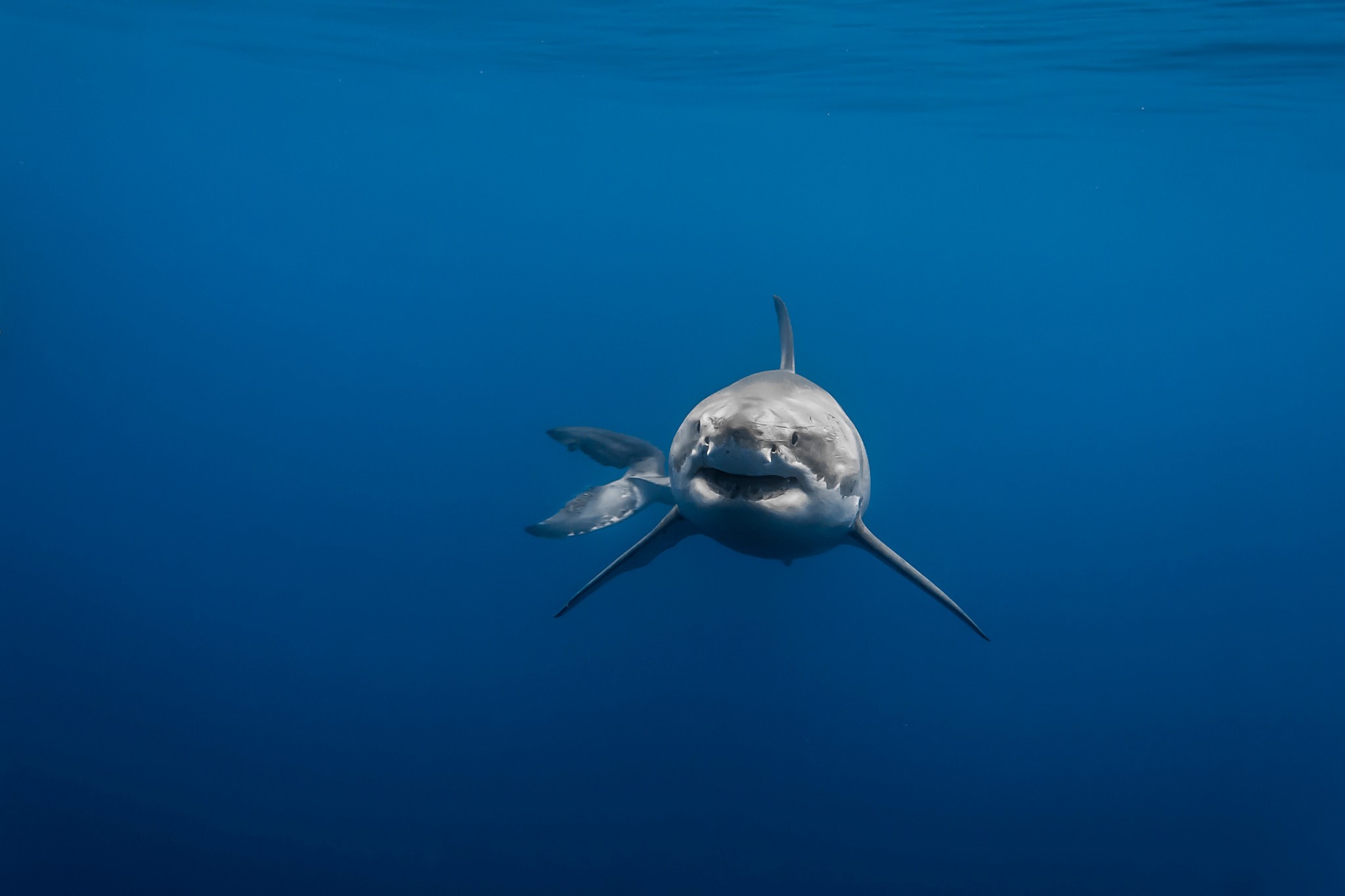 General 2048x1366 animals Great White Shark underwater sea blue tail shark fish sea life