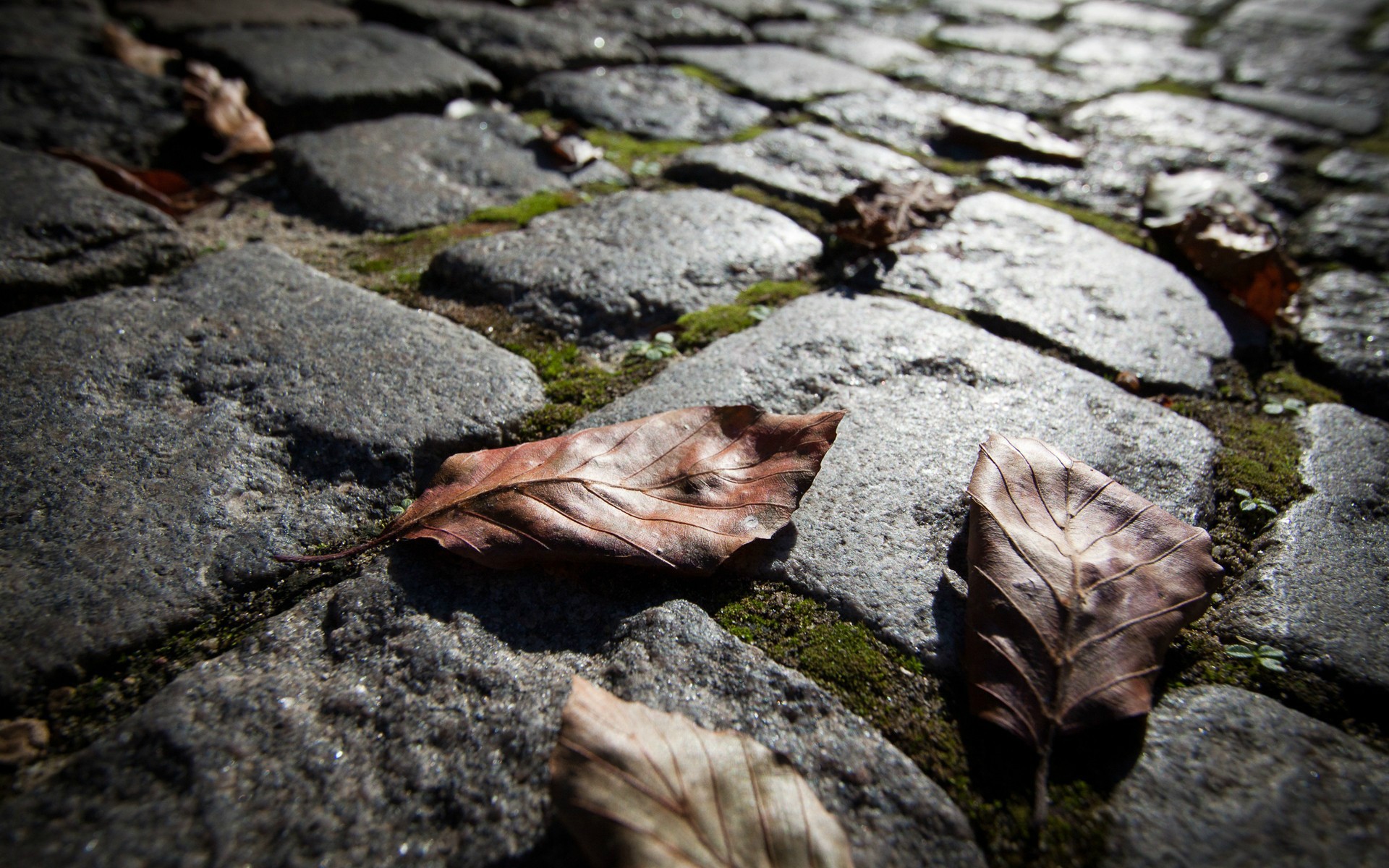 General 1920x1200 macro stones cobblestone leaves moss closeup pavements fallen leaves