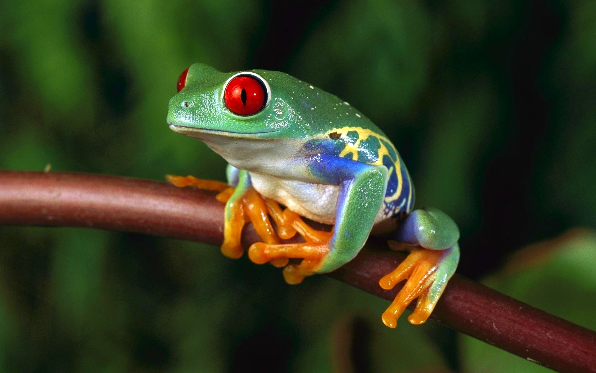 General 1920x1200 frog animals amphibian Red-Eyed Tree Frogs