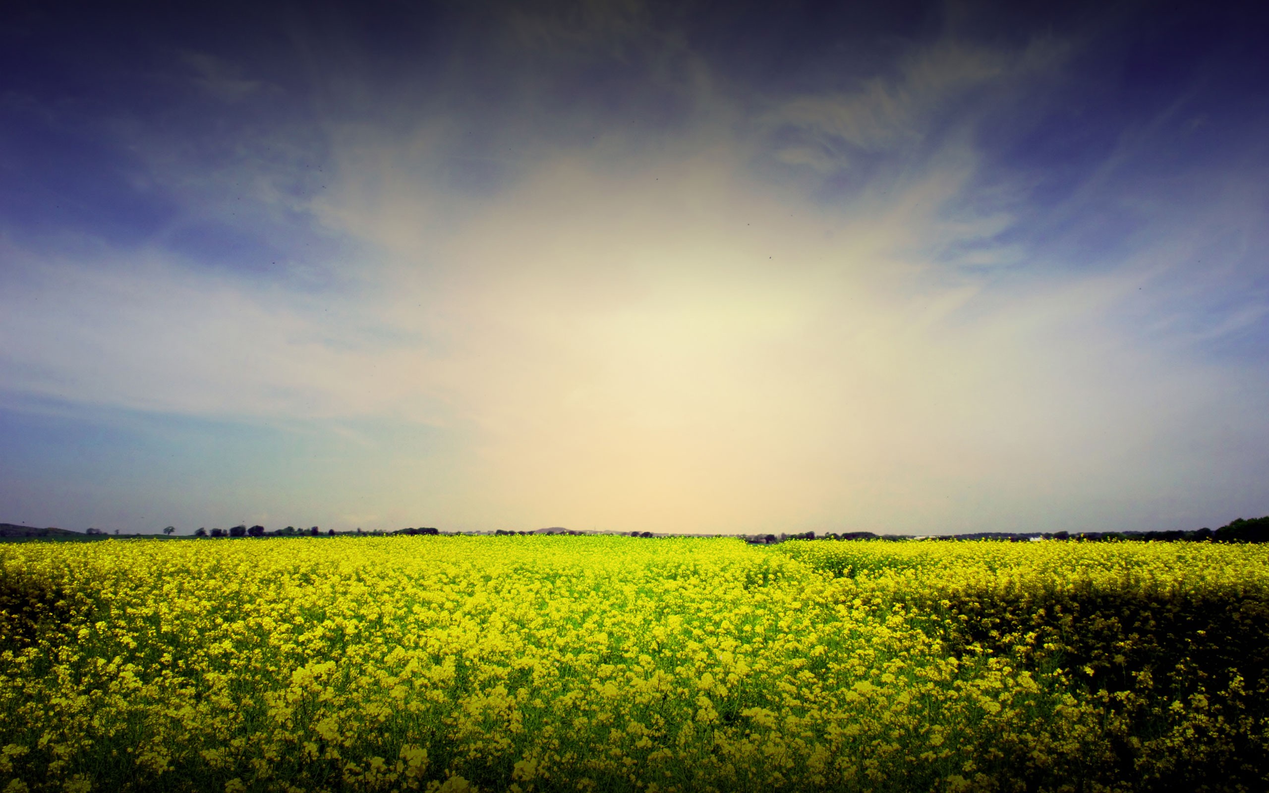 General 2560x1600 nature landscape field flowers yellow flowers Agro (Plants)
