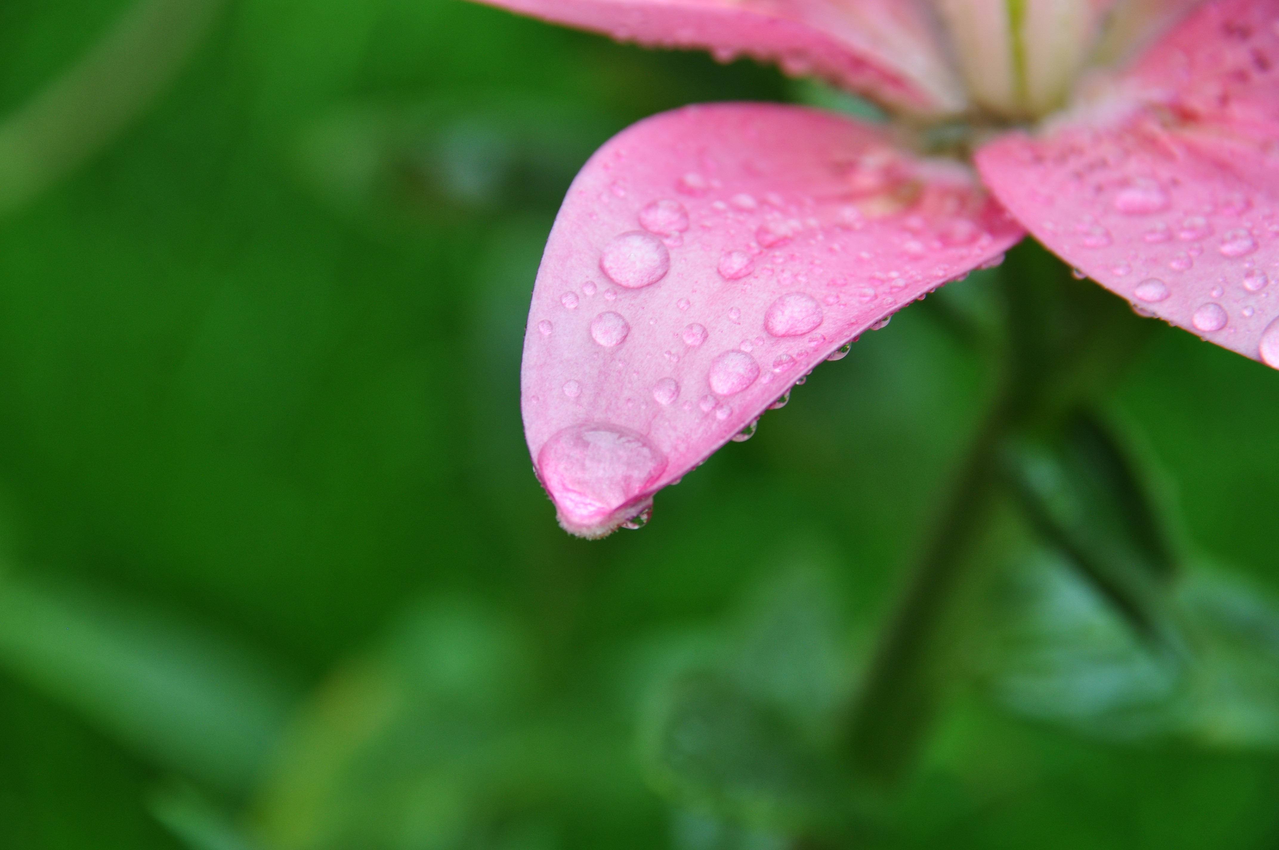 General 4288x2848 flowers plants pink flowers water drops closeup green background