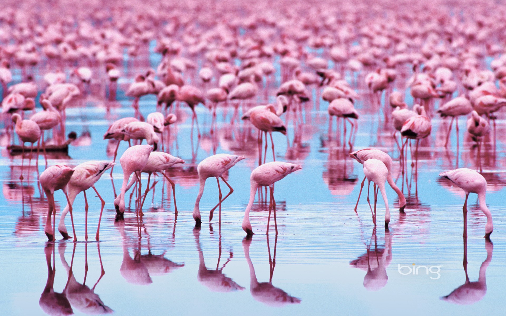 General 1920x1200 birds flamingos water reflection animals