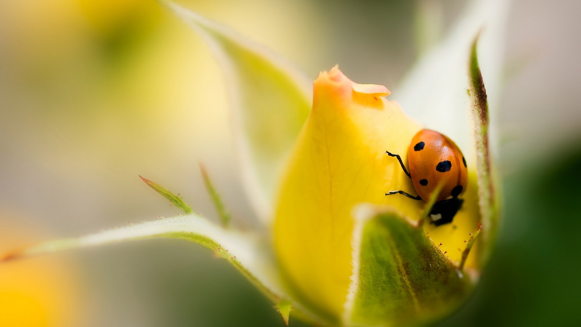General 1920x1080 rose macro flowers ladybugs insect yellow flowers yellow plants animals
