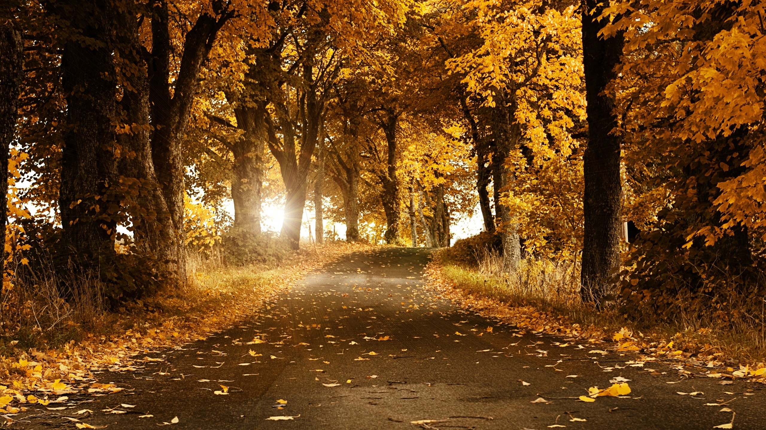 General 2560x1440 leaves trees road sunlight street outdoors