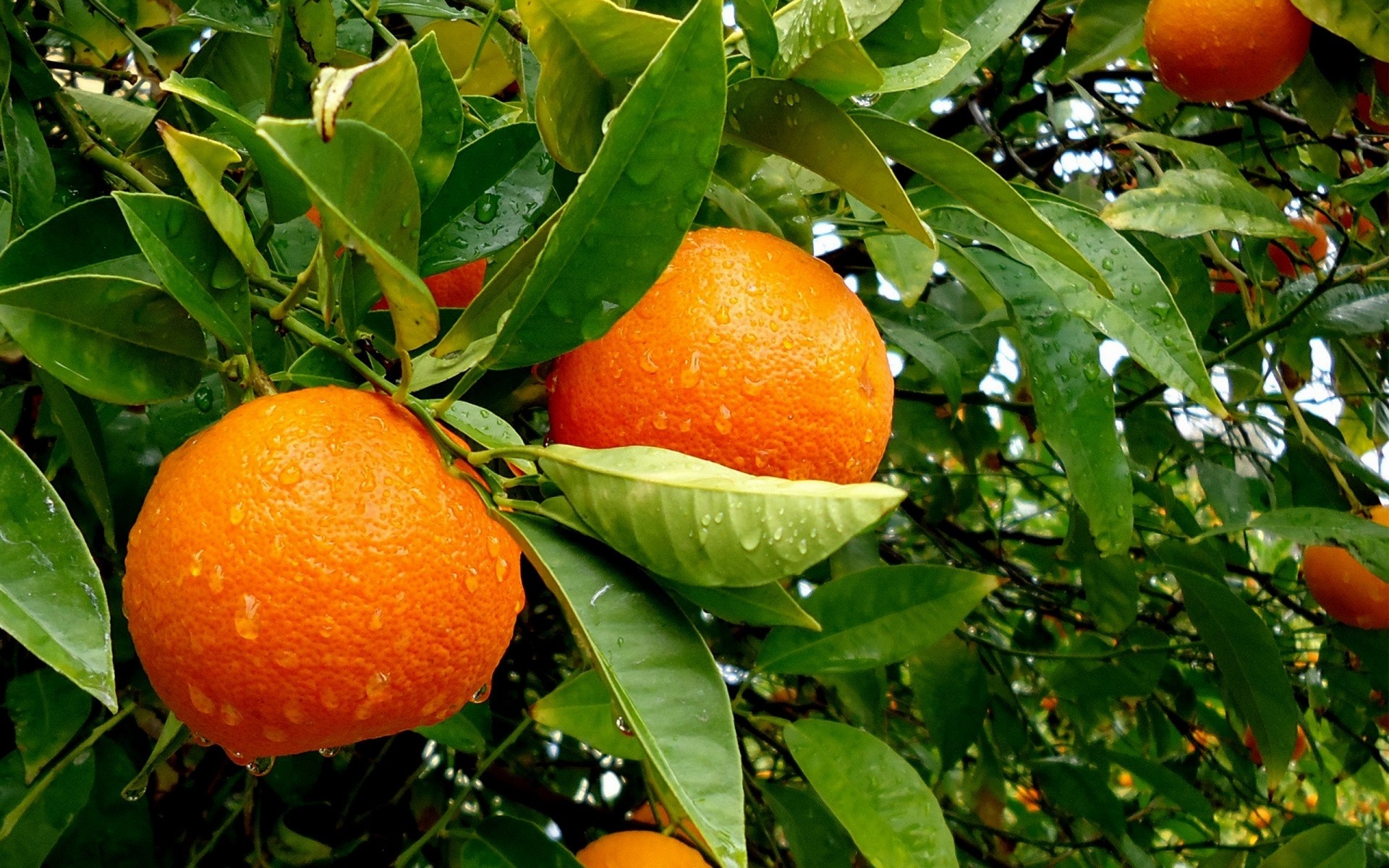 General 1920x1200 orange (fruit) fruit leaves plants water drops orange nature branch green closeup