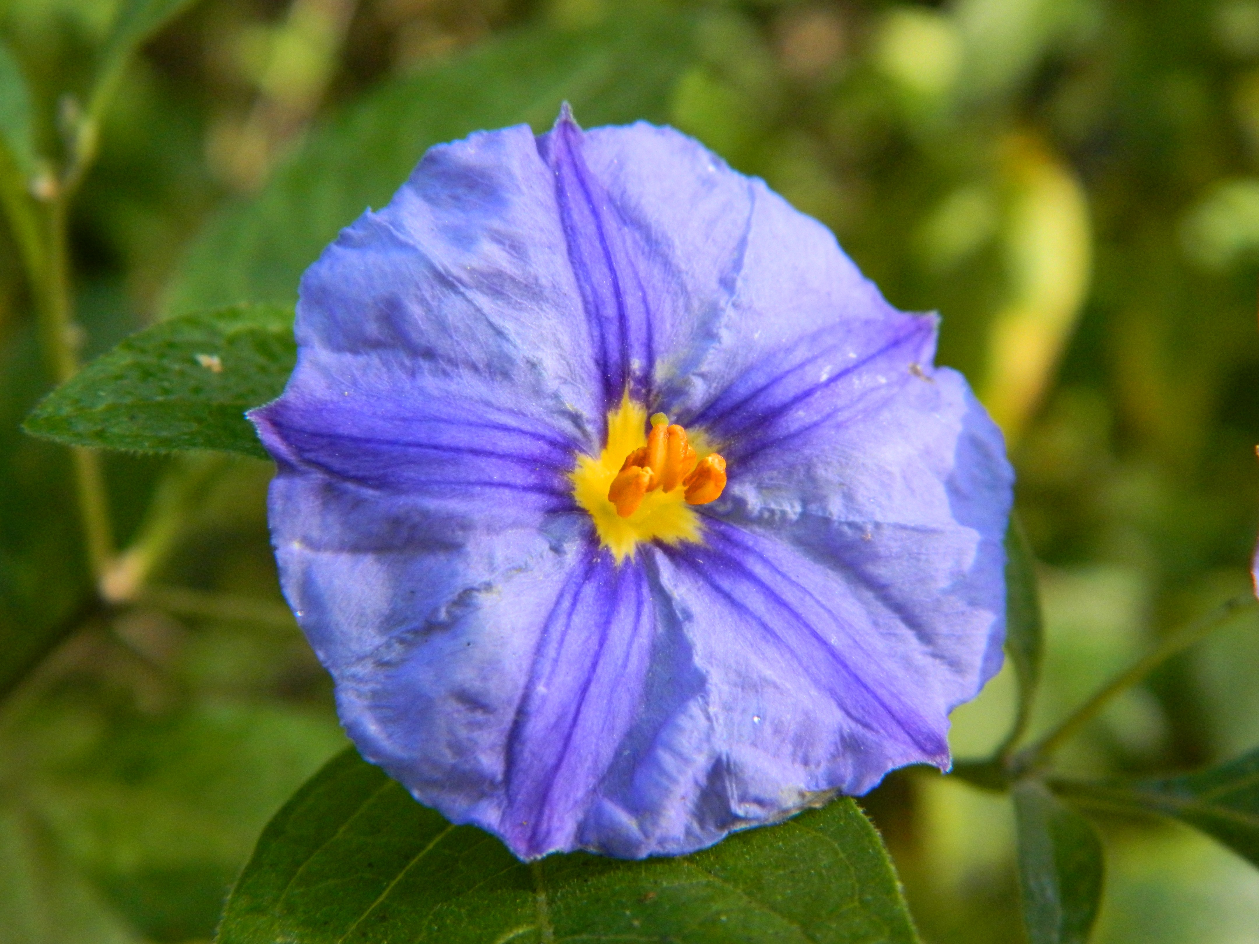 General 4320x3240 blue flowers blossoms closeup flowers plants