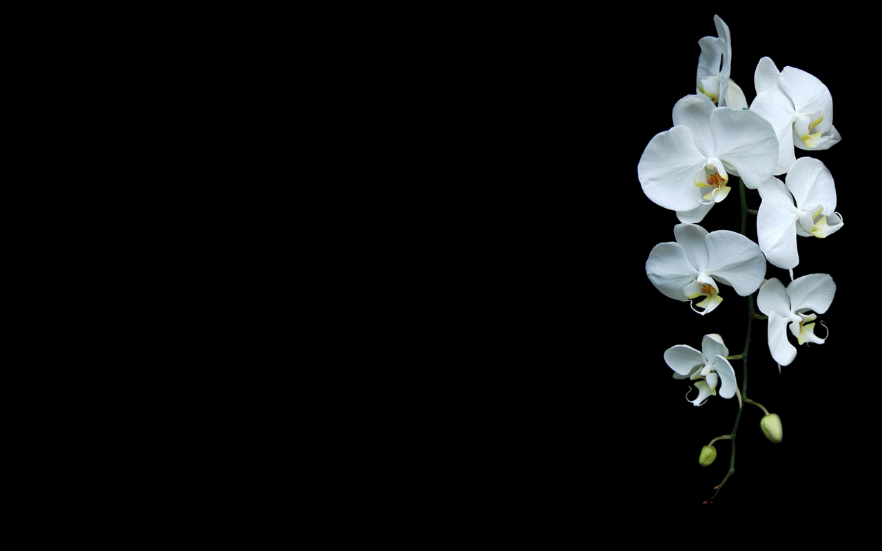 General 1280x800 black background orchids white flowers flowers plants simple background