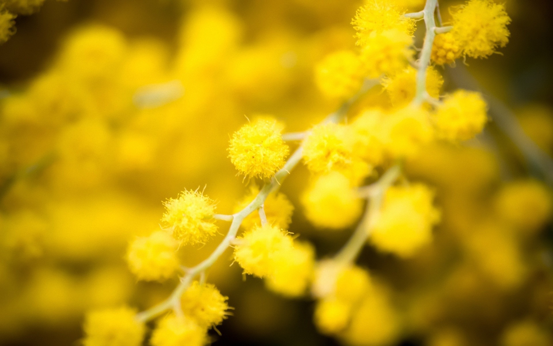 General 1920x1200 yellow flowers mimosa plants