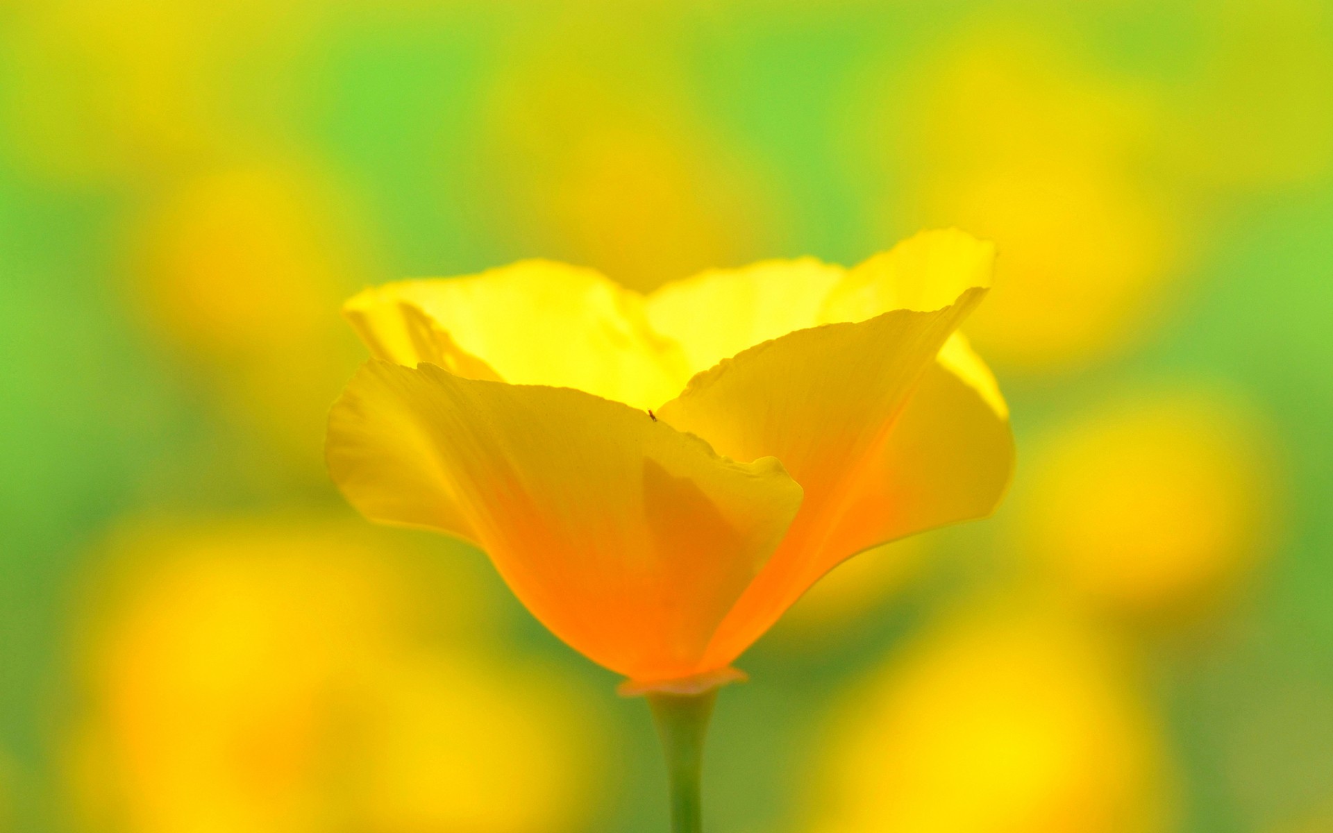 General 1920x1200 yellow flowers poppies plants flowers