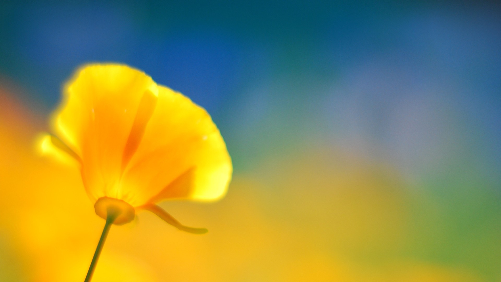 General 1920x1080 yellow flowers poppies flowers plants