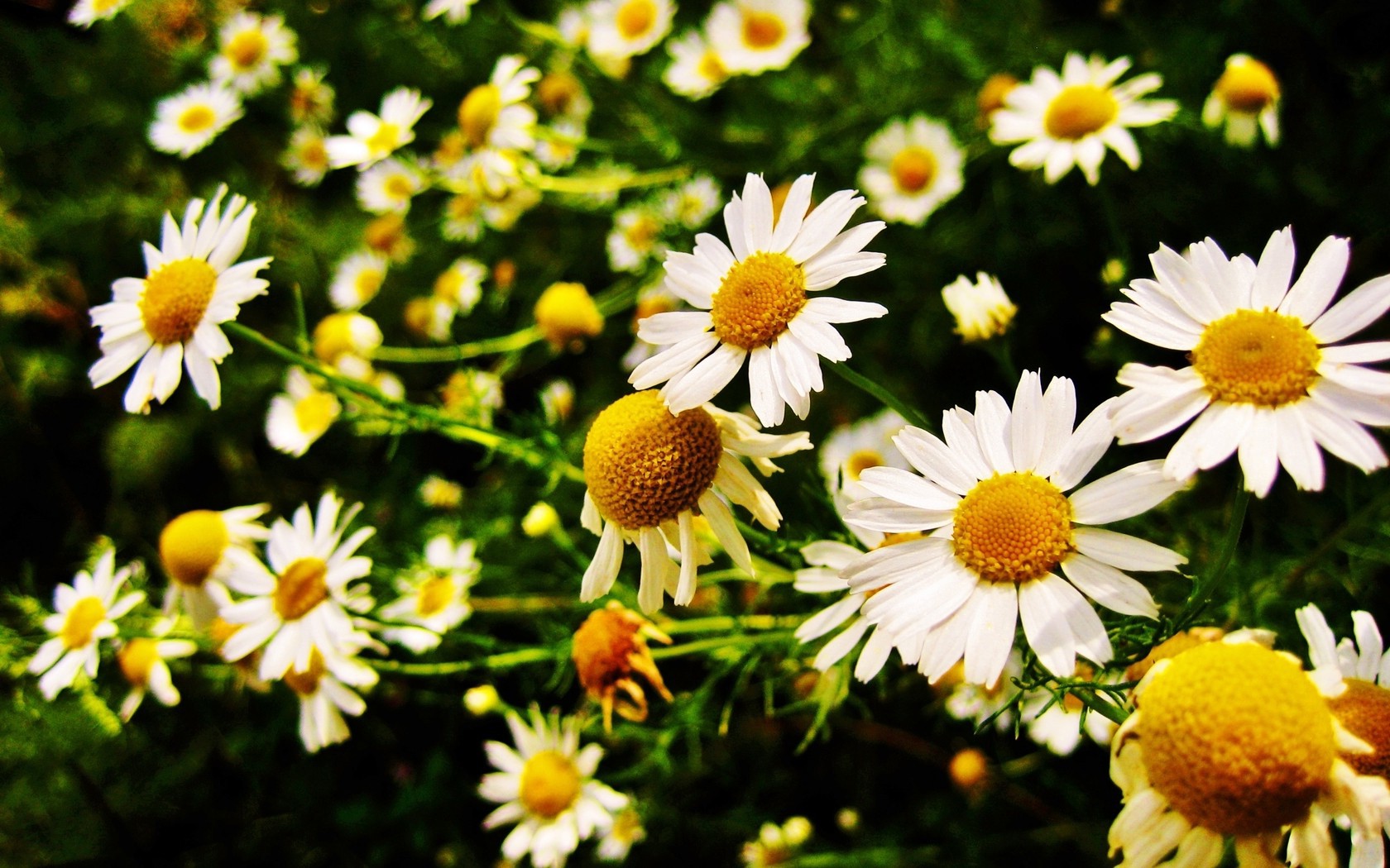 General 1680x1050 flowers daisies chamomile white flowers nature plants closeup