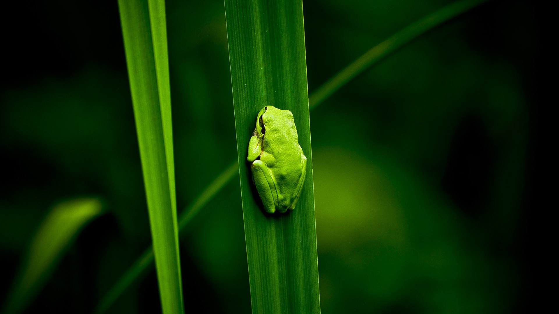 General 1920x1080 frog amphibian leaves animals plants green background