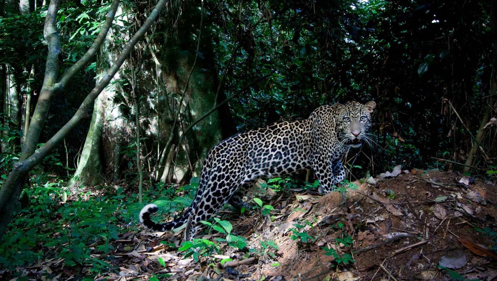 General 1594x900 jaguars animals mammals