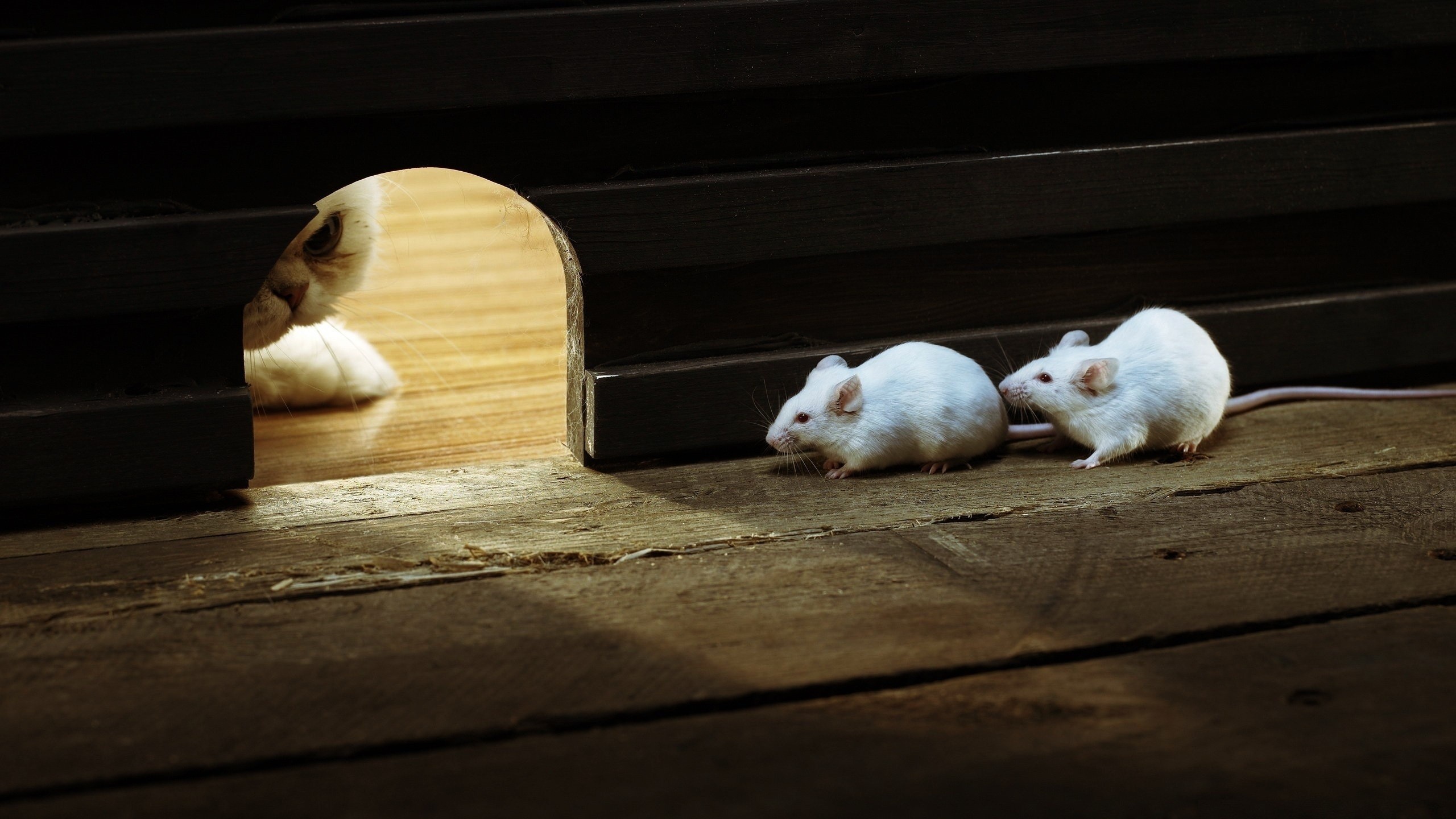General 2560x1440 animals cats mice mammals closeup wooden floor