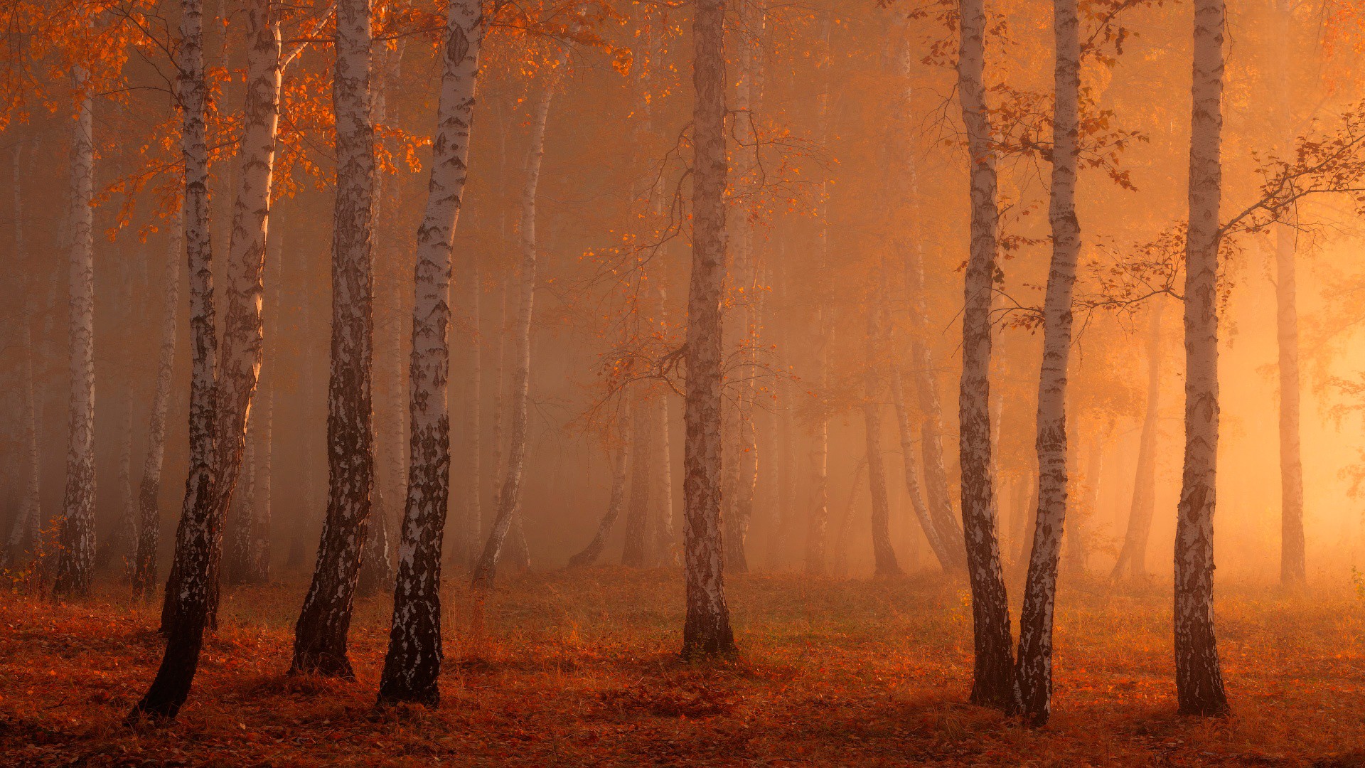 General 1920x1080 forest nature sunlight trees fall orange mist birch