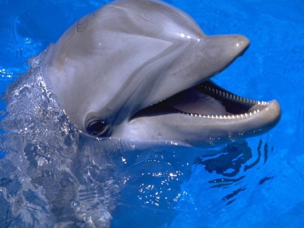 General 1024x768 dolphin animals water mammals