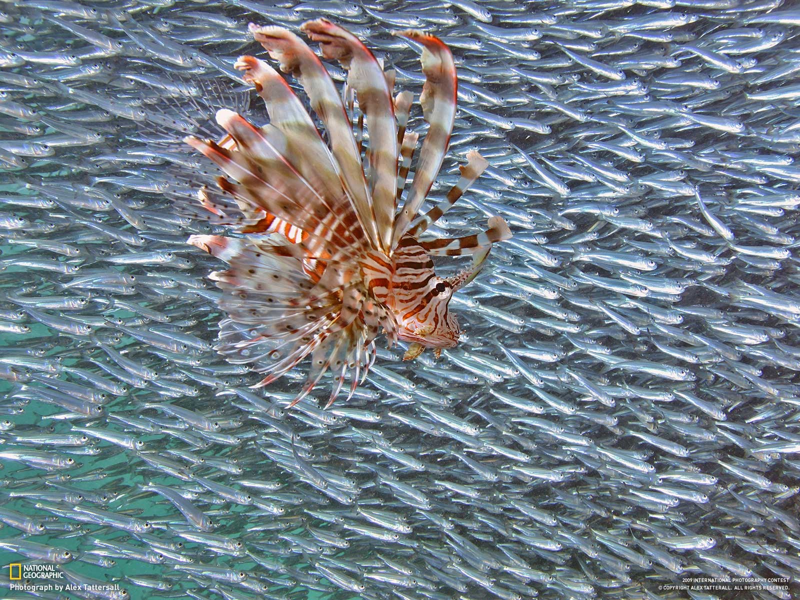 General 1600x1200 lionfish fish National Geographic animals