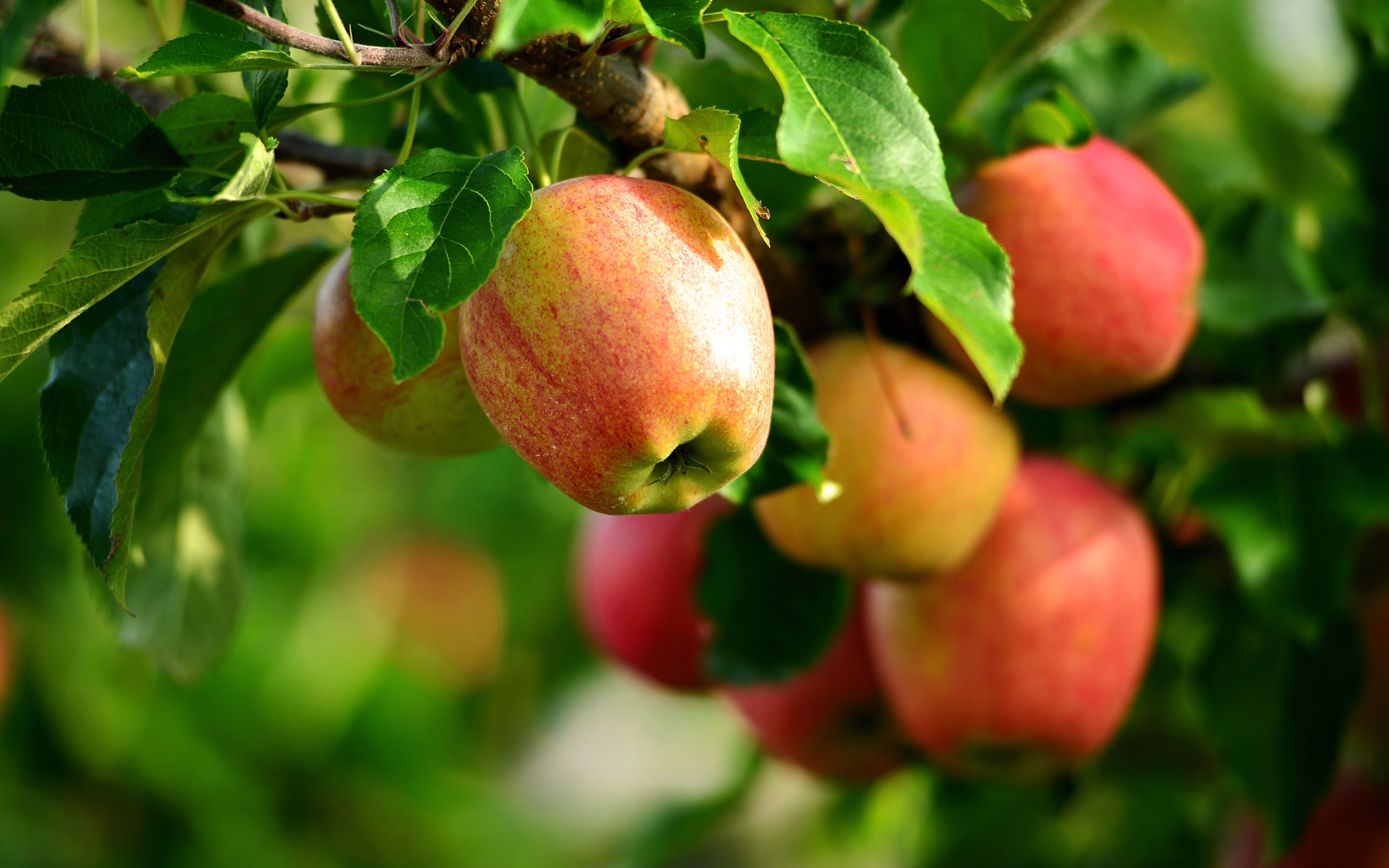 General 2880x1800 apples plants macro leaves food fruit Agro (Plants)