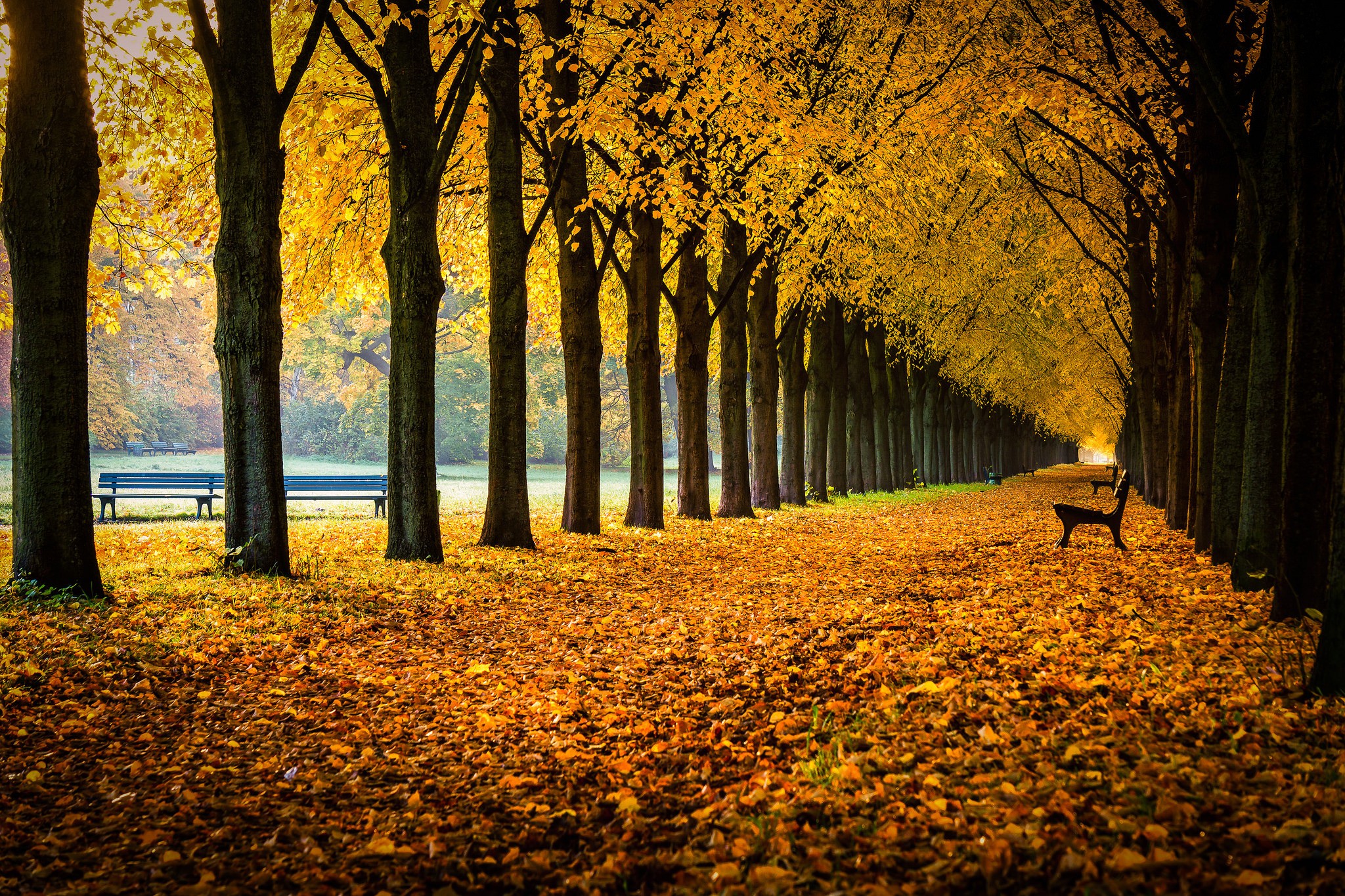 General 2048x1365 bench fall fallen leaves park outdoors trees plants