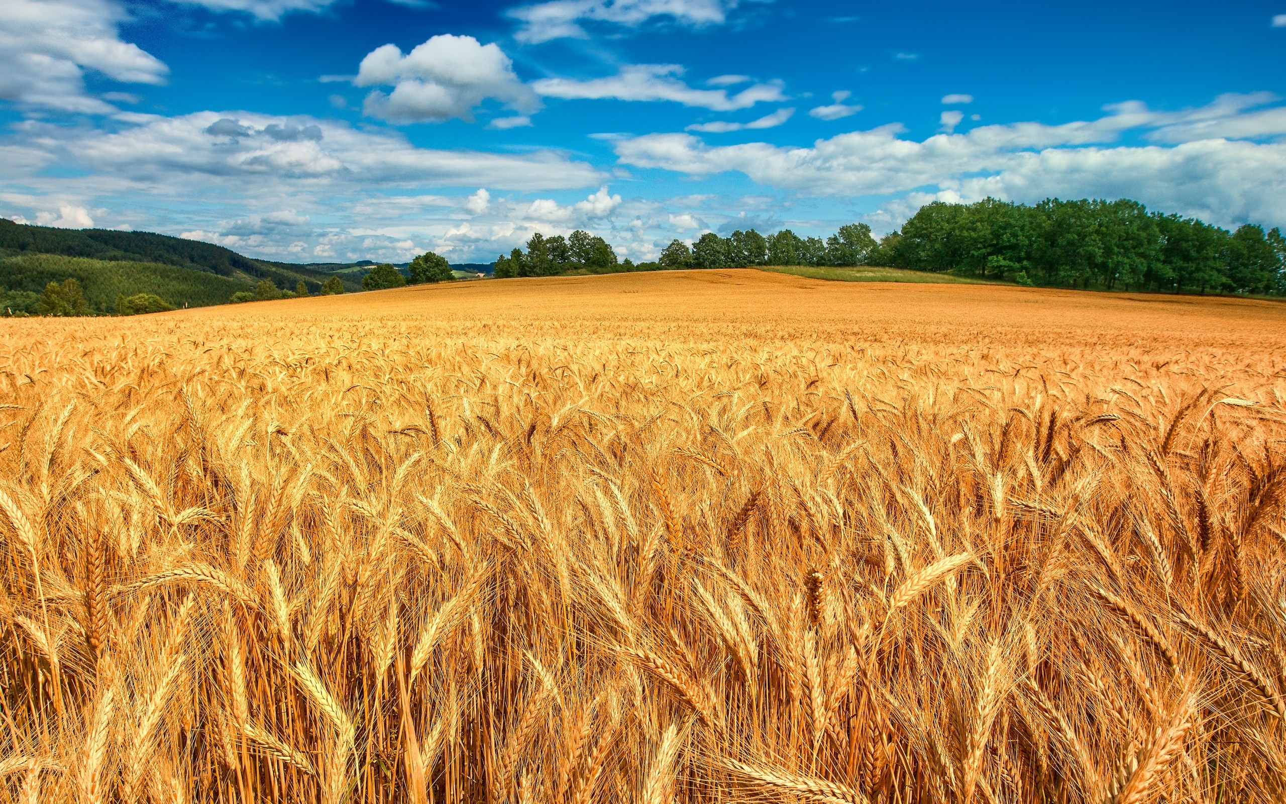 General 2560x1600 summer wheat field spikelets landscape Agro (Plants)