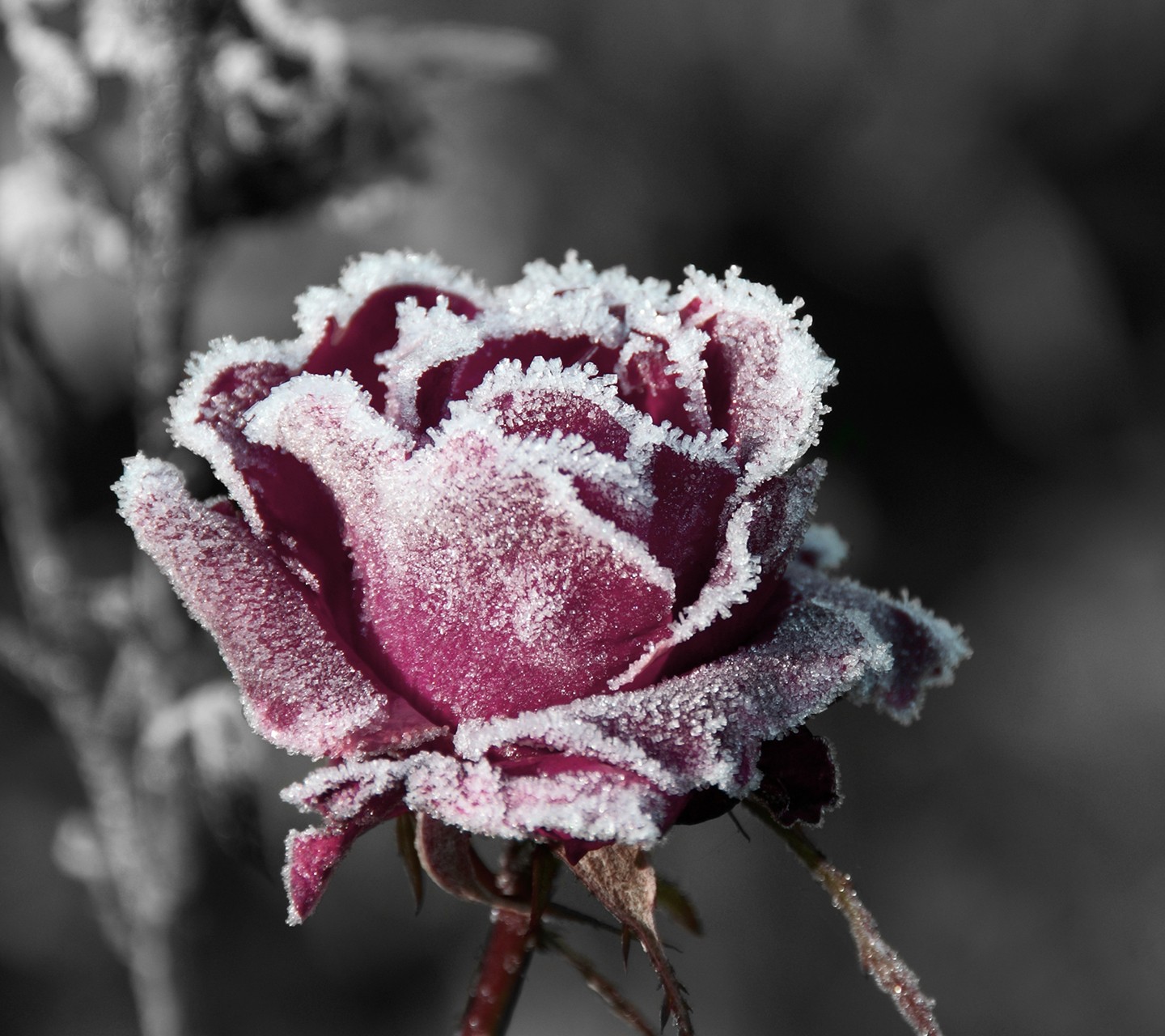 General 1440x1280 rose frost selective coloring flowers plants winter ice cold outdoors