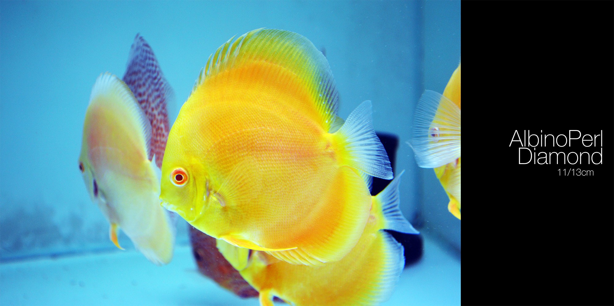 General 2000x998 fish animals aquarium yellow