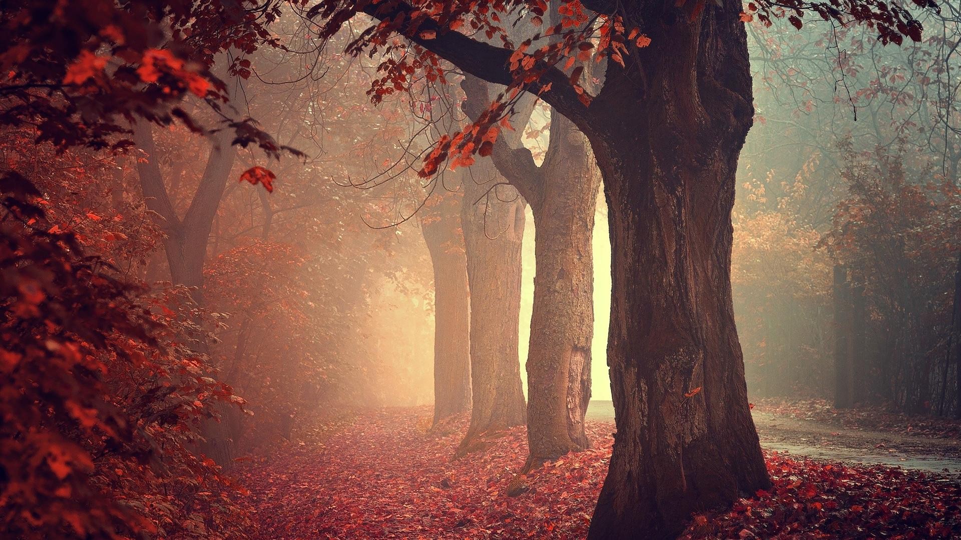 General 1920x1080 fall mist trees nature leaves forest fallen leaves