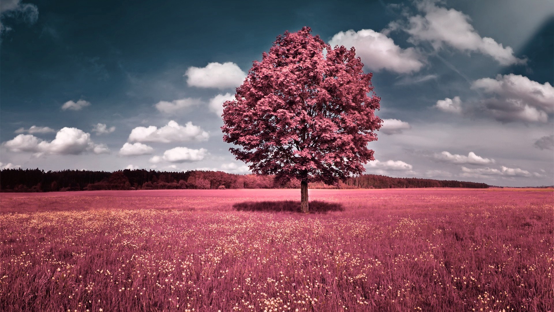 General 1920x1080 selective coloring trees grass sky clouds field landscape outdoors plants flowers