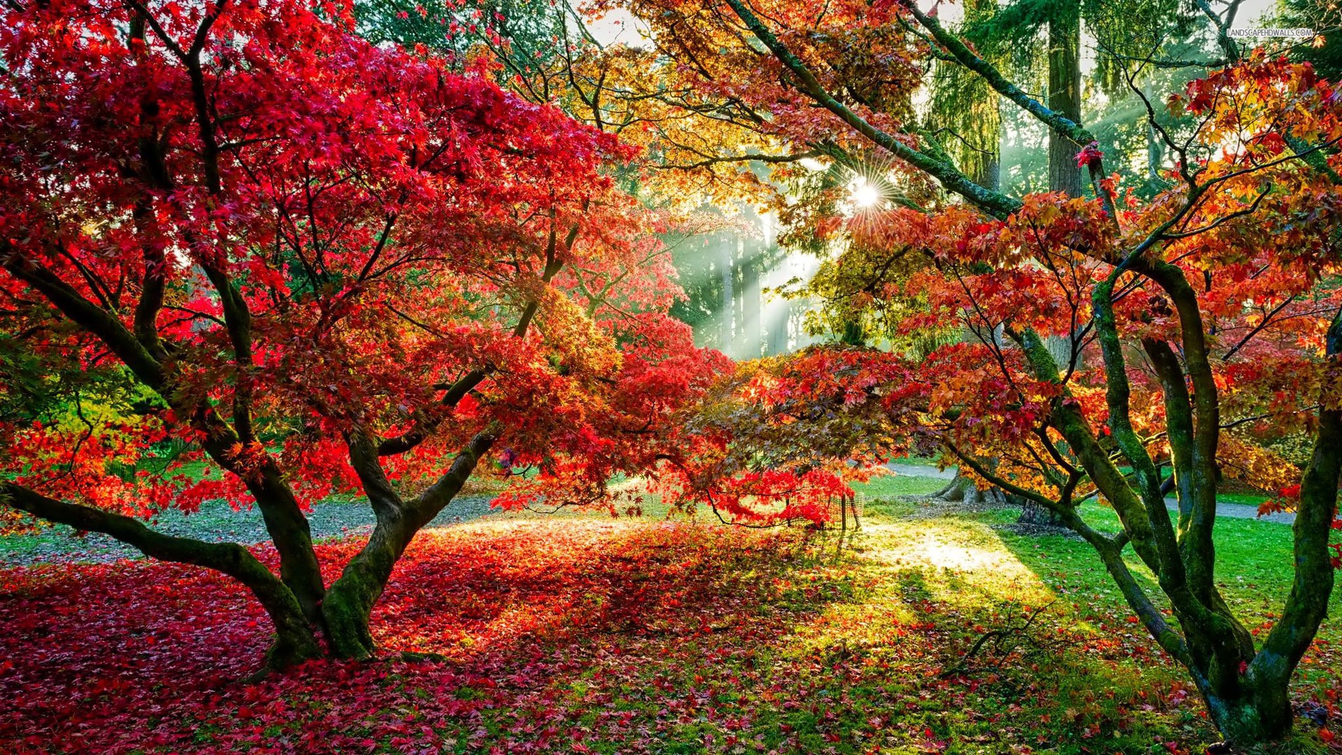 General 1920x1080 trees sun rays fall leaves red leaves path park outdoors fallen leaves