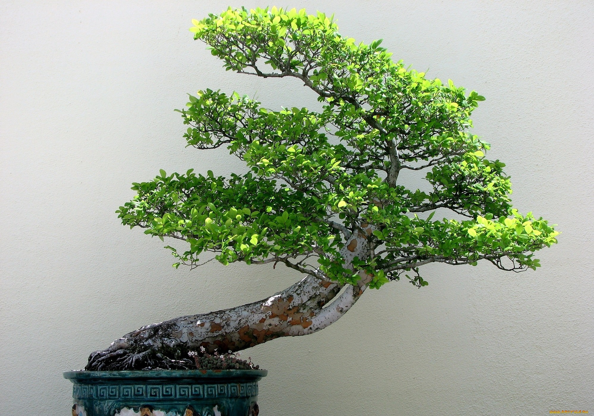 General 2000x1400 bonsai plants trees flowerpot