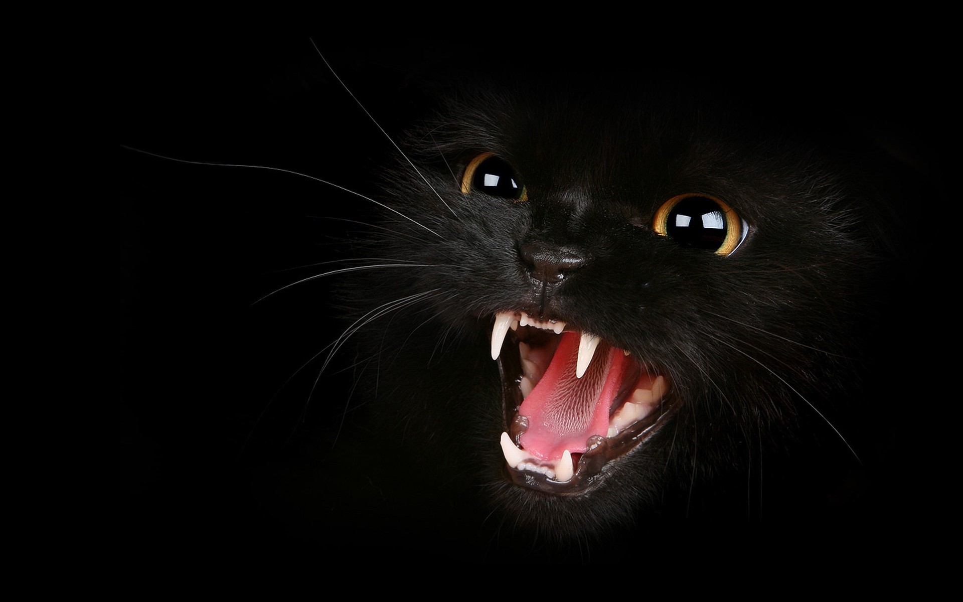 General 1920x1200 animals cats mammals dark eyes teeth black background fangs animal eyes black cats