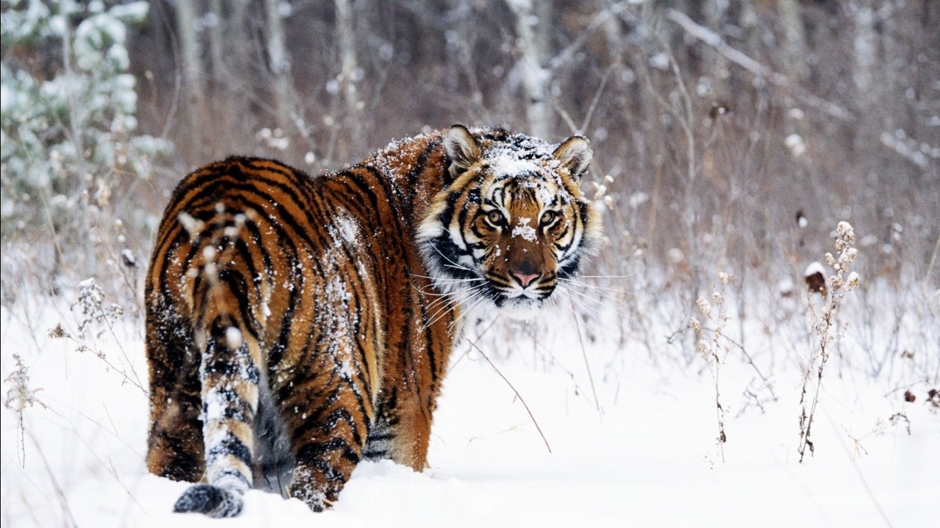 General 1366x768 tiger snow cold animals big cats mammals