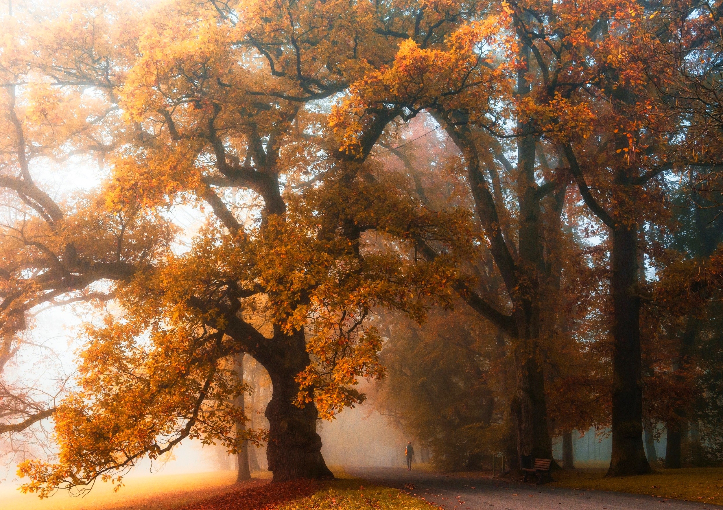 General 2500x1763 mist walking park fall trees bench nature orange landscape