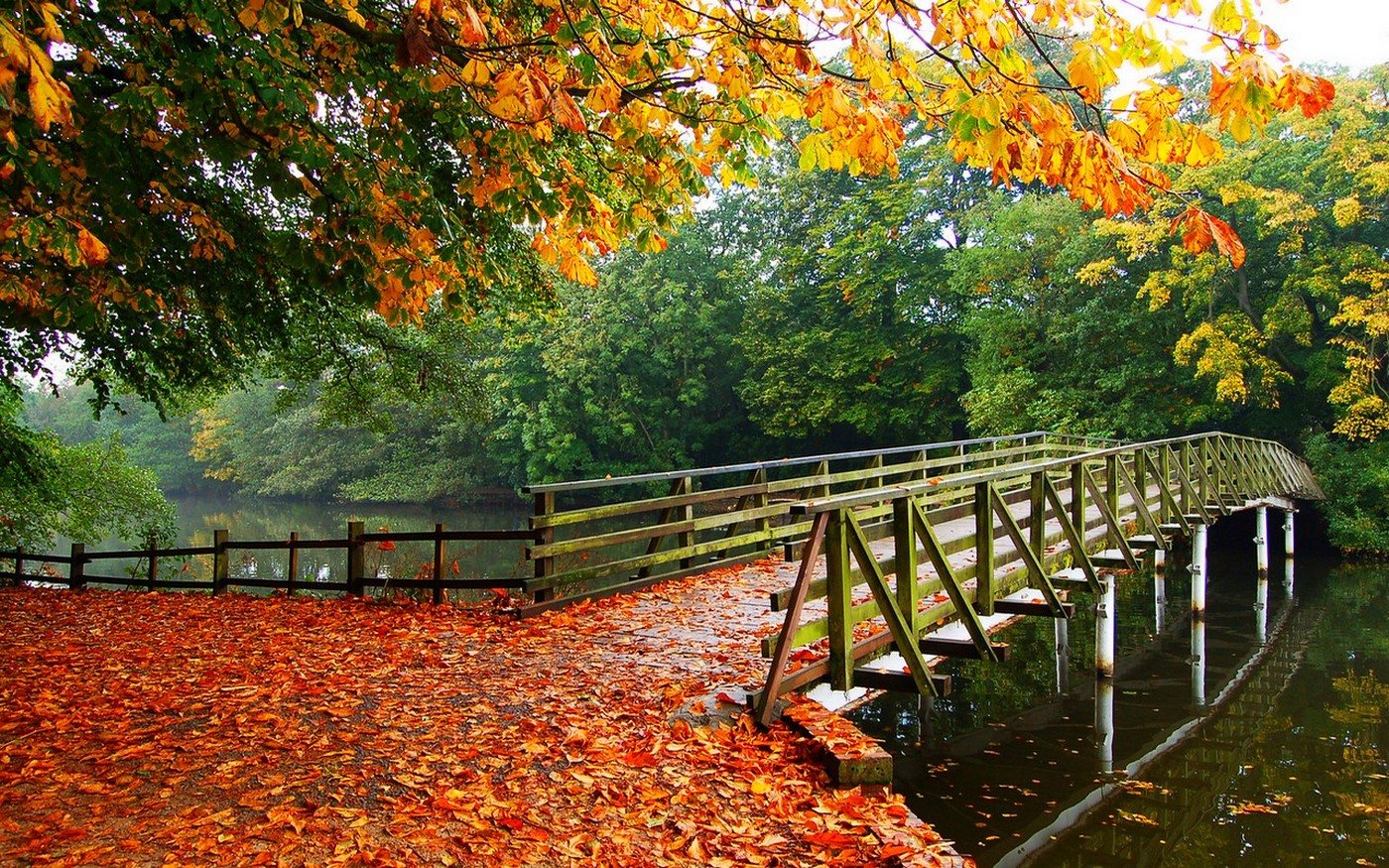 General 1400x875 nature landscape leaves fall trees bridge walkway river overcast fallen leaves outdoors