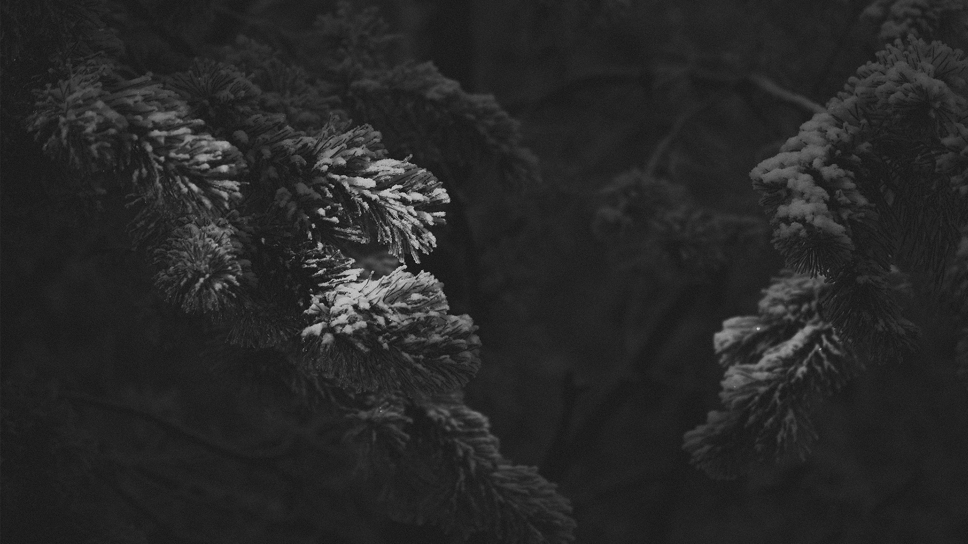 General 1920x1080 snow monochrome plants dark winter cold outdoors